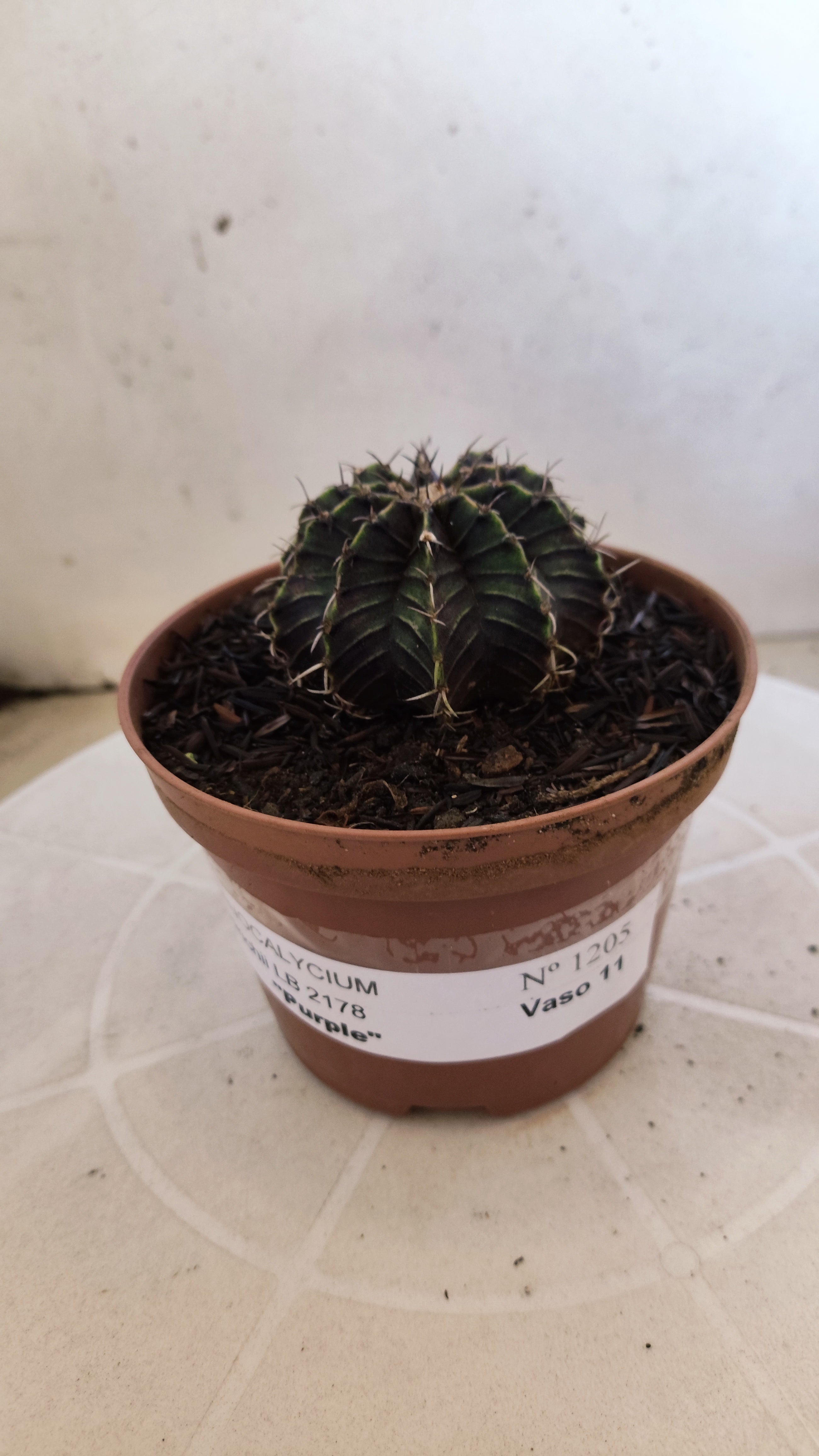 GYMNOCALYCIUM Friedrichii LB 2178 "Purple" - Nº 1205 – vaso 11