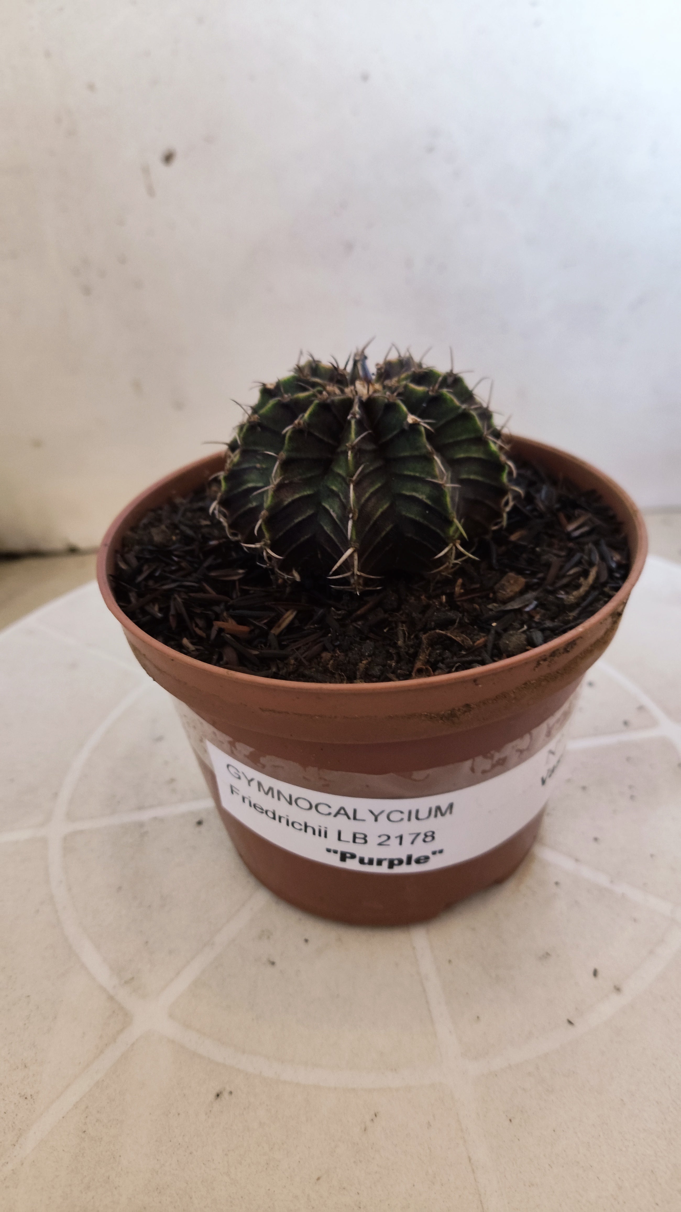GYMNOCALYCIUM Friedrichii LB 2178 "Purple" - Nº 1205 – vaso 11