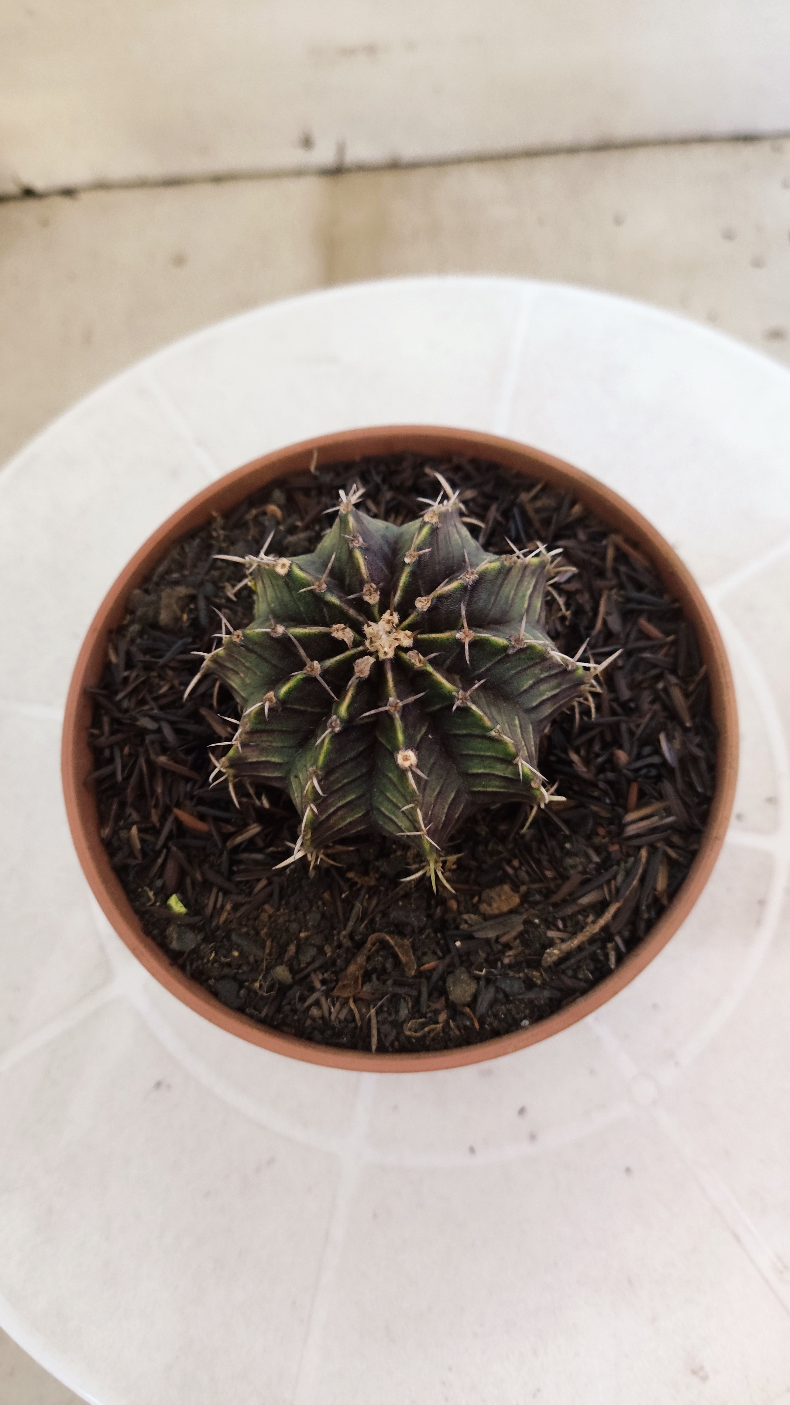GYMNOCALYCIUM Friedrichii LB 2178 "Purple" - Nº 1205 – vaso 11