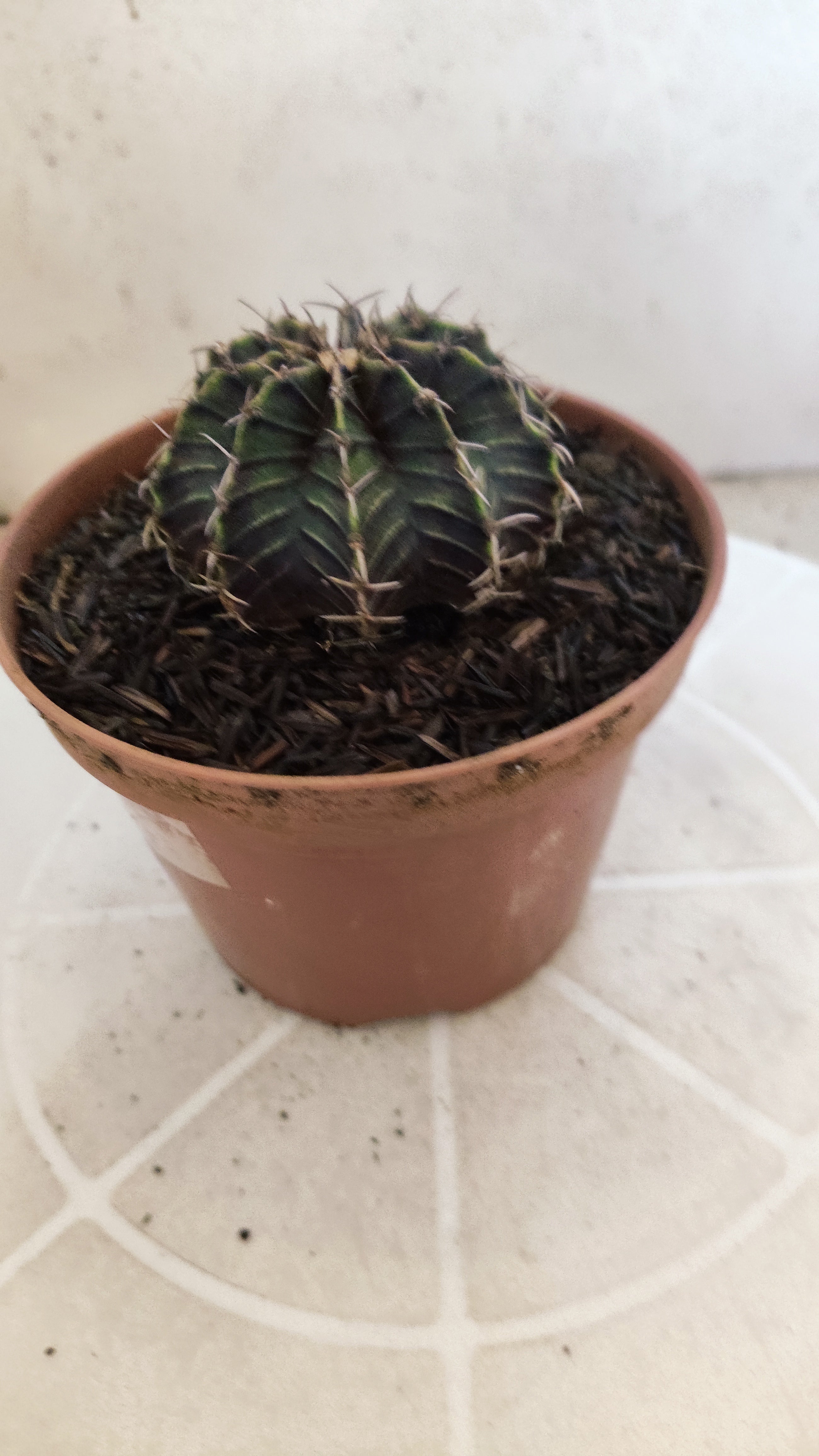 GYMNOCALYCIUM Friedrichii LB 2178 "Purple" - Nº 1205 – vaso 11