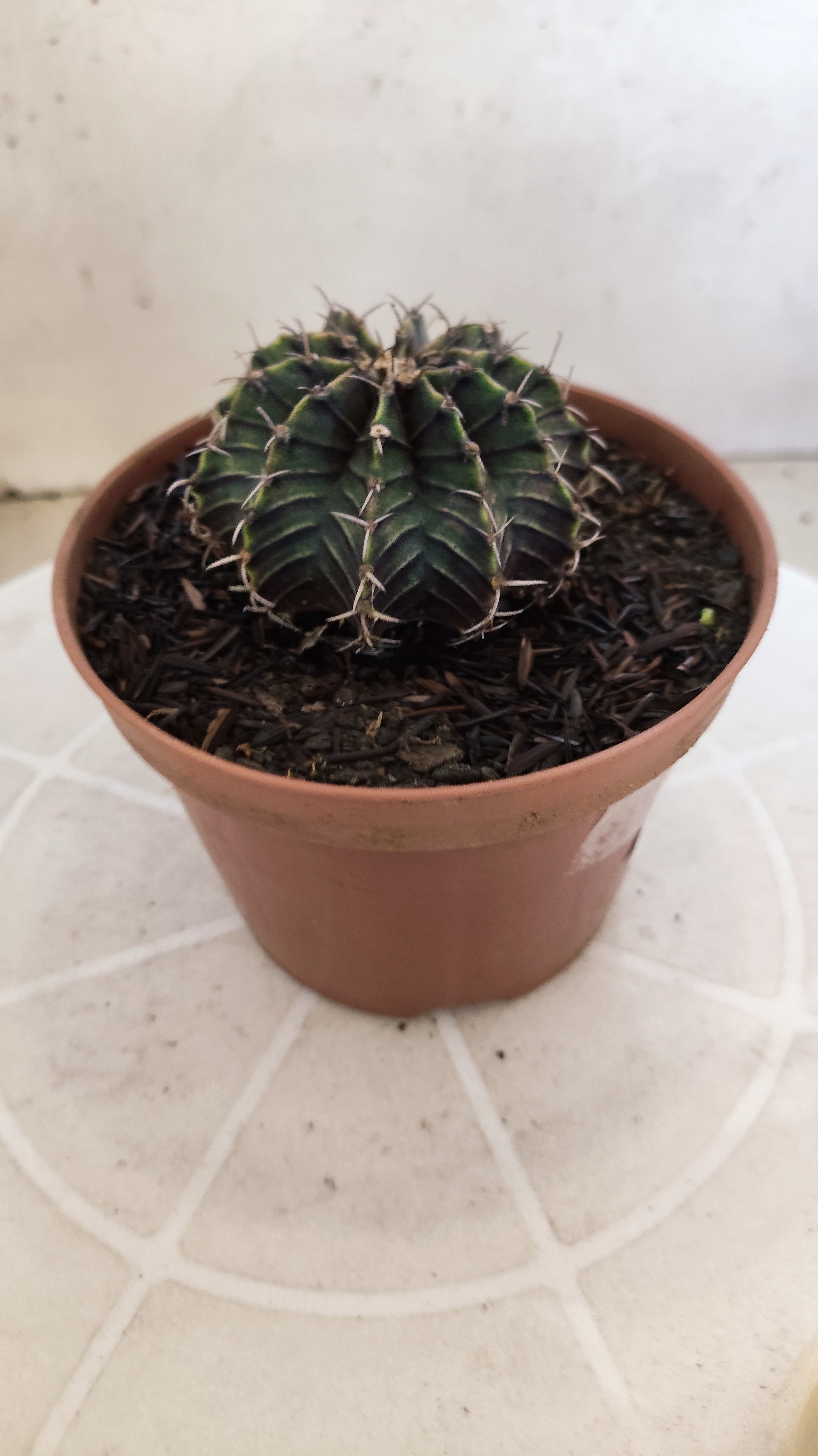 GYMNOCALYCIUM Friedrichii LB 2178 "Purple" - Nº 1205 – vaso 11