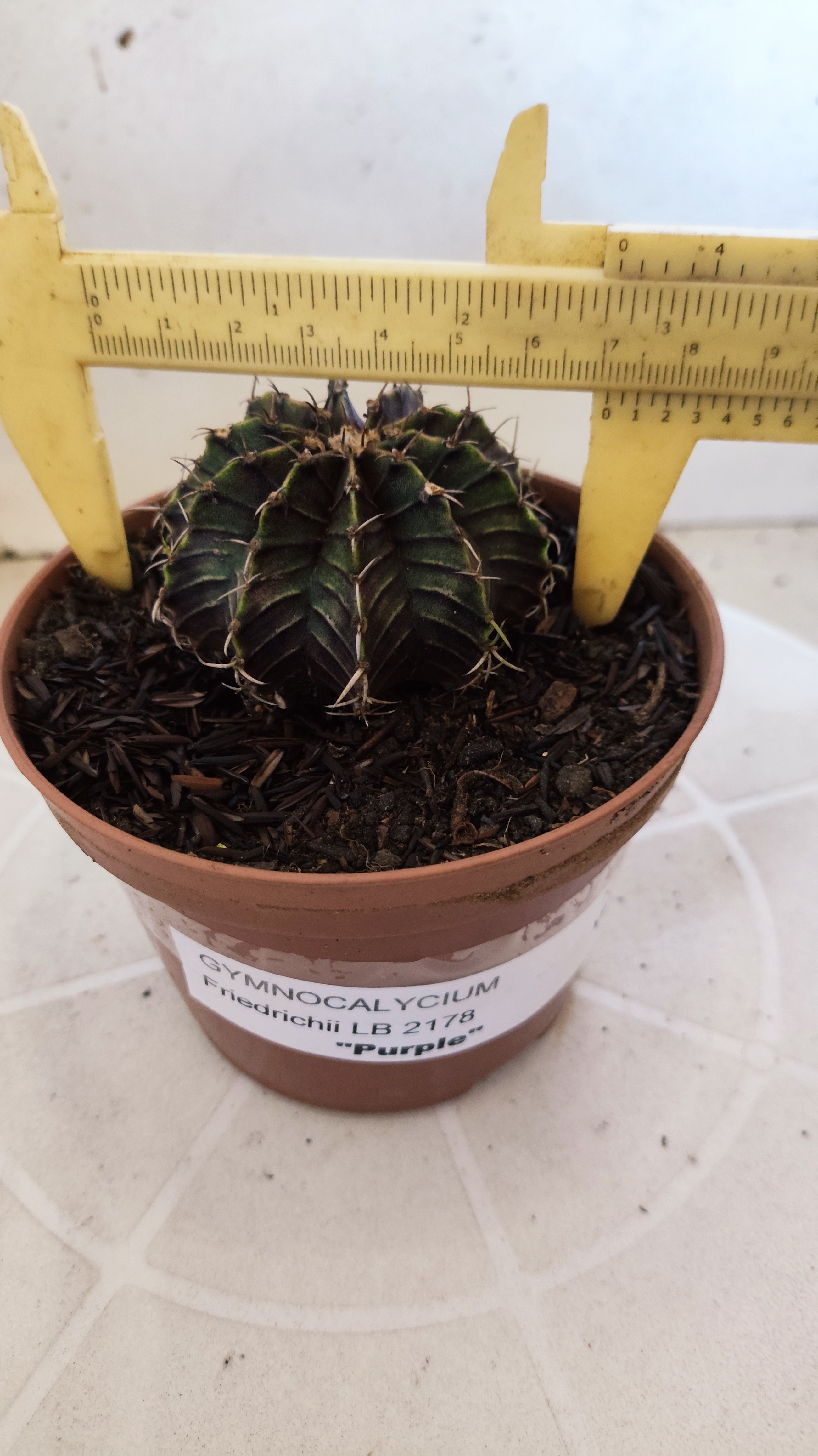GYMNOCALYCIUM Friedrichii LB 2178 "Purple" - Nº 1205 – vaso 11