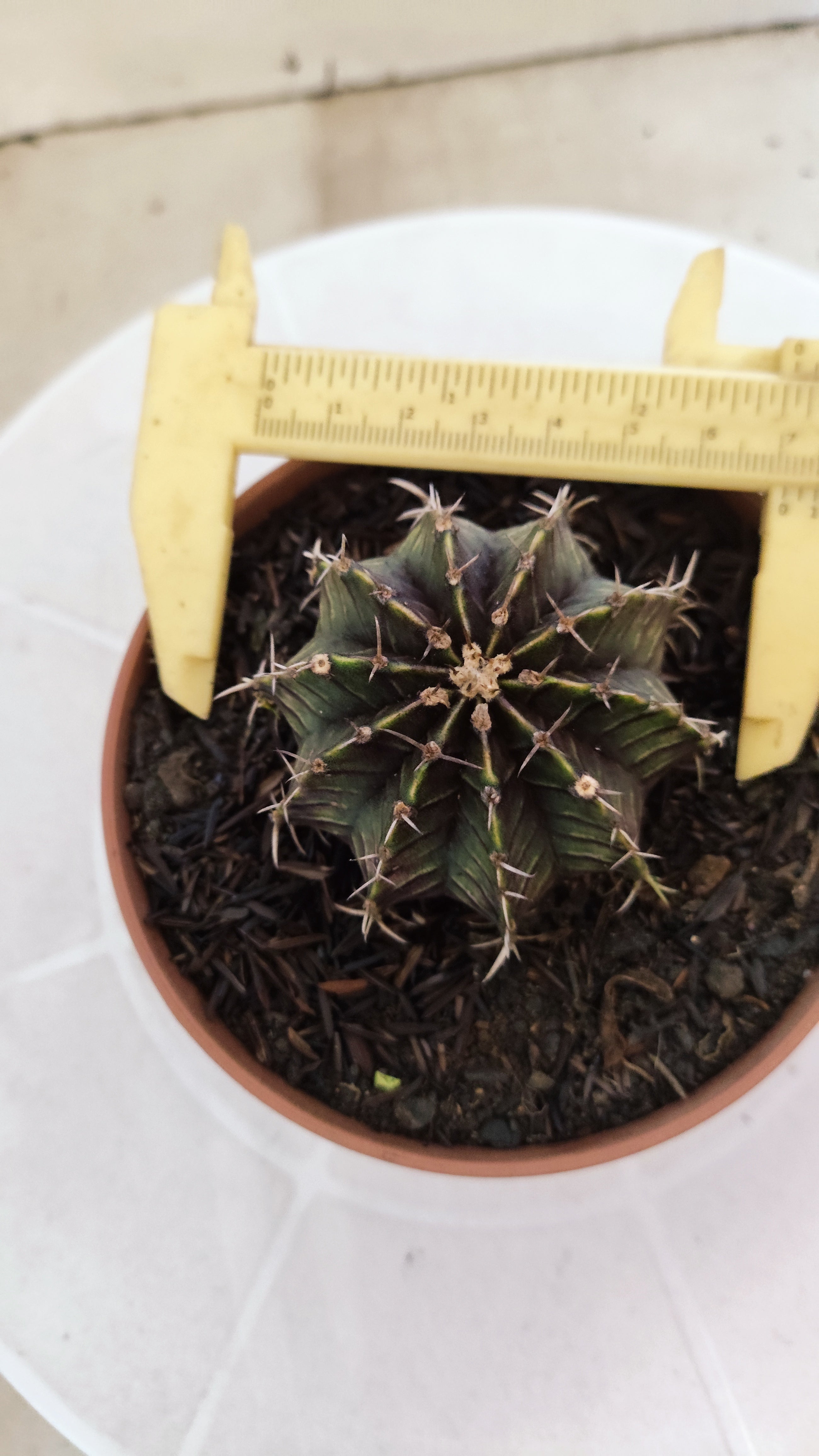 GYMNOCALYCIUM Friedrichii LB 2178 "Purple" - Nº 1205 – vaso 11