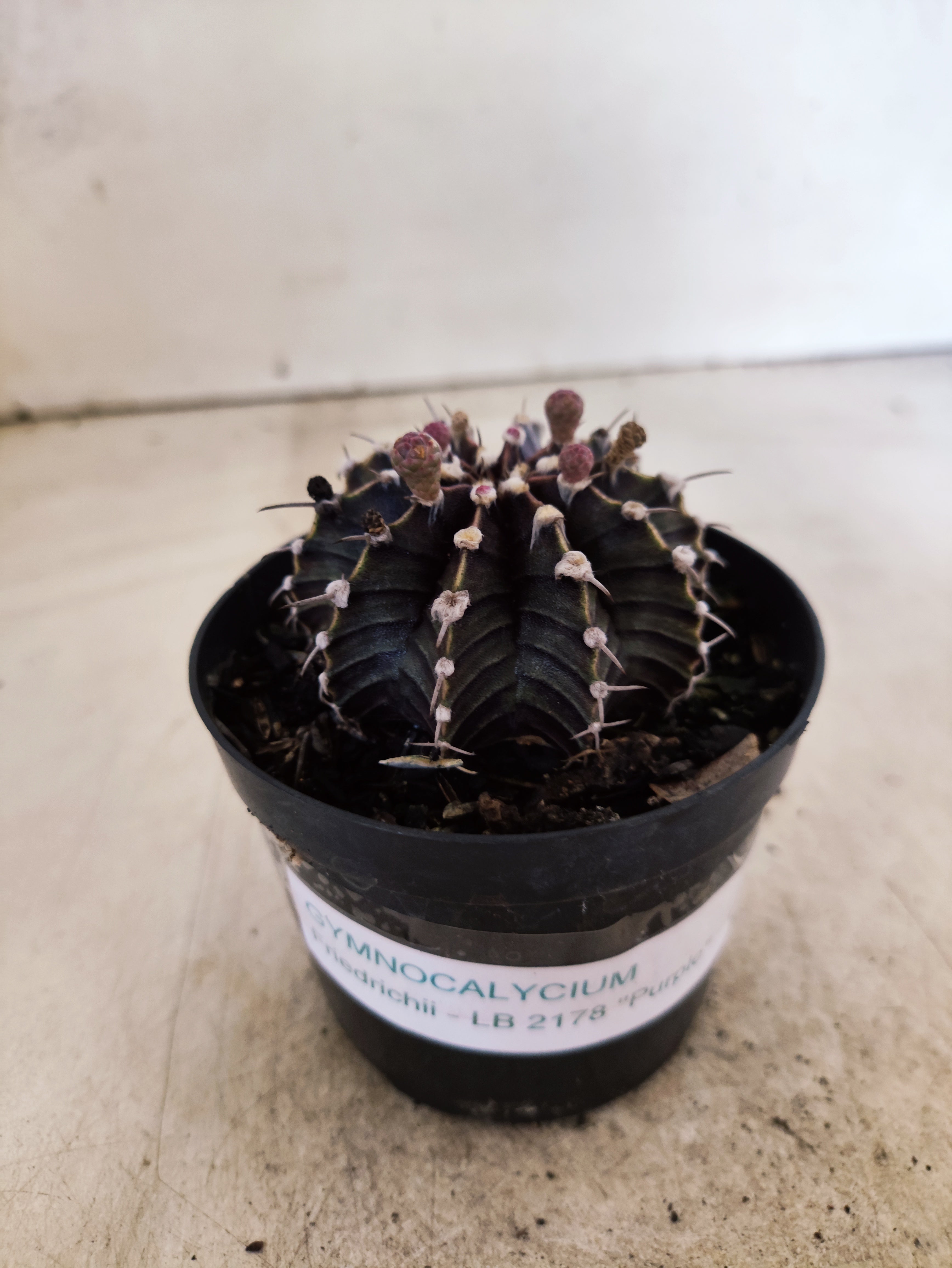 GYMNOCALYCIUM Friedrichii LB 2178 - Nº 623 – vaso 09