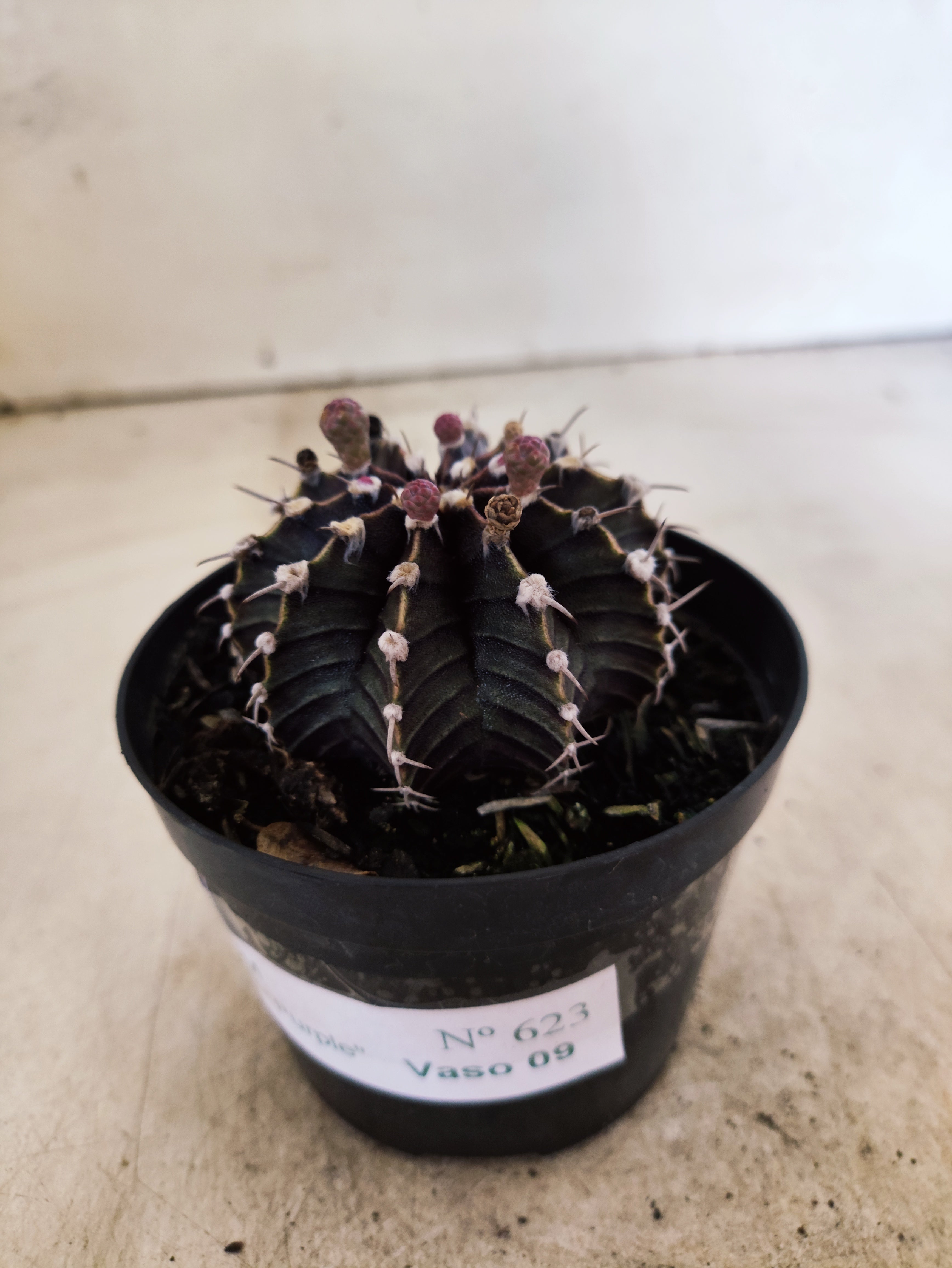 GYMNOCALYCIUM Friedrichii LB 2178 - Nº 623 – vaso 09