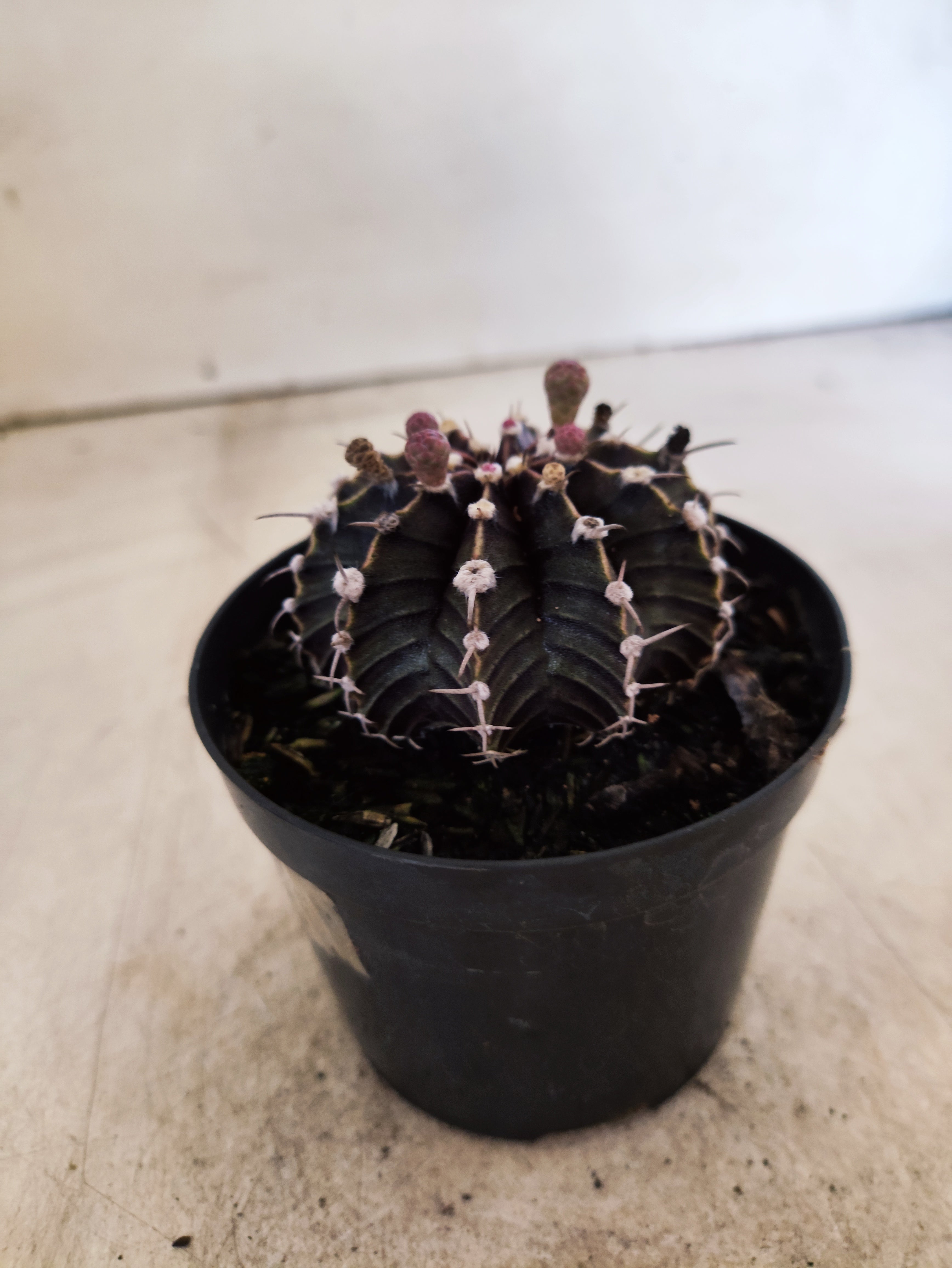 GYMNOCALYCIUM Friedrichii LB 2178 - Nº 623 – vaso 09