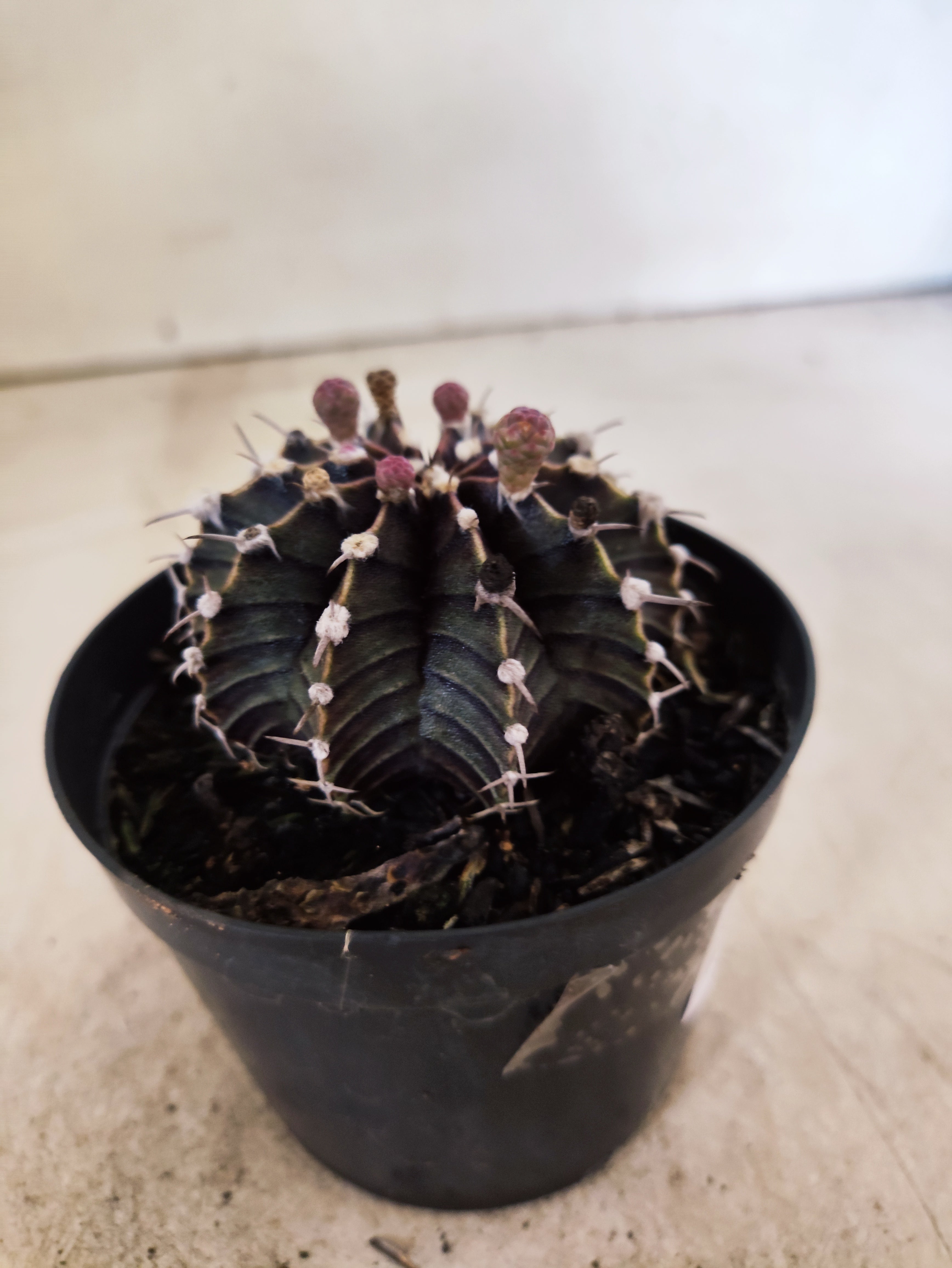 GYMNOCALYCIUM Friedrichii LB 2178 - Nº 623 – vaso 09