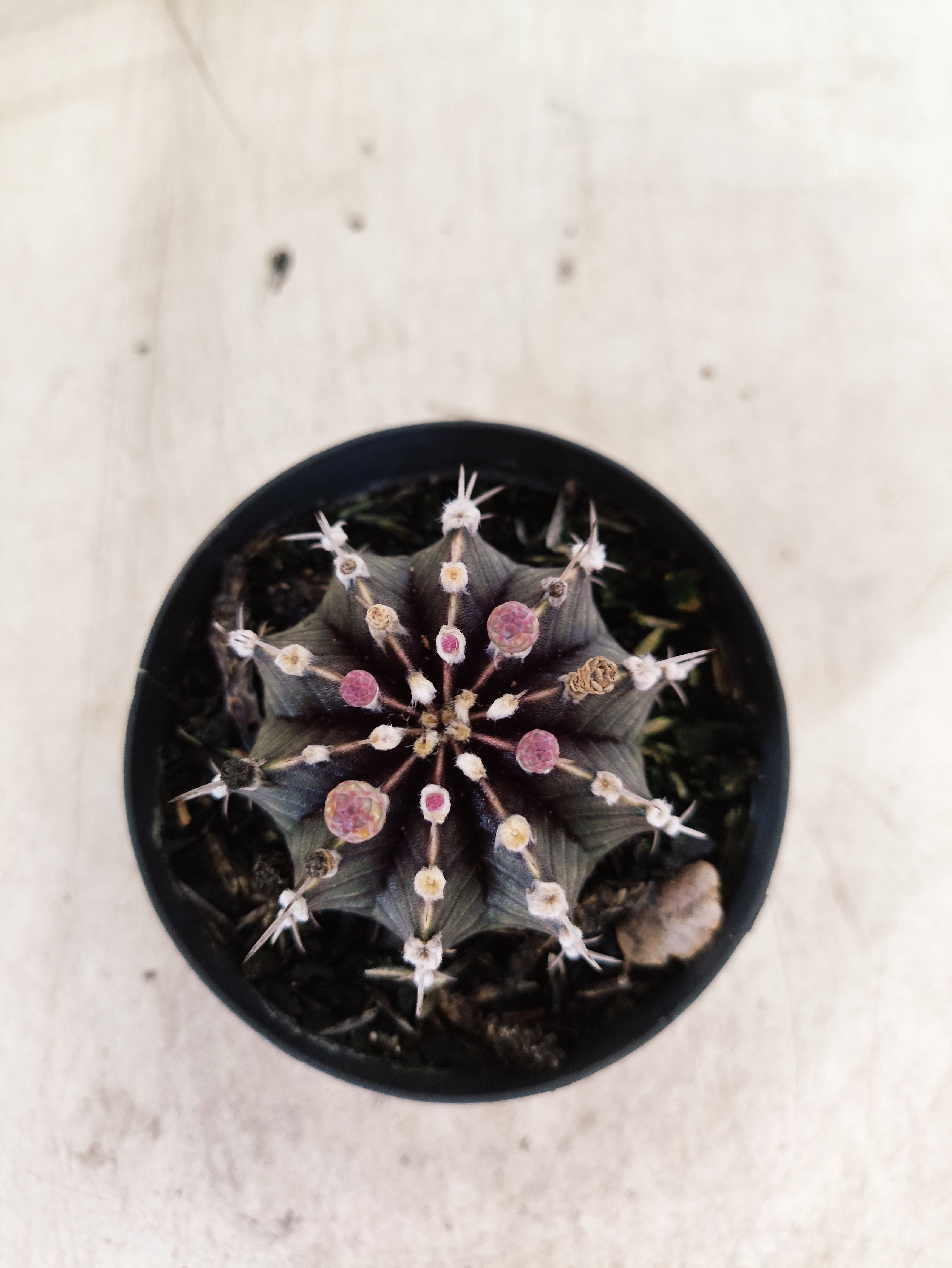 GYMNOCALYCIUM Friedrichii LB 2178 - Nº 623 – vaso 09