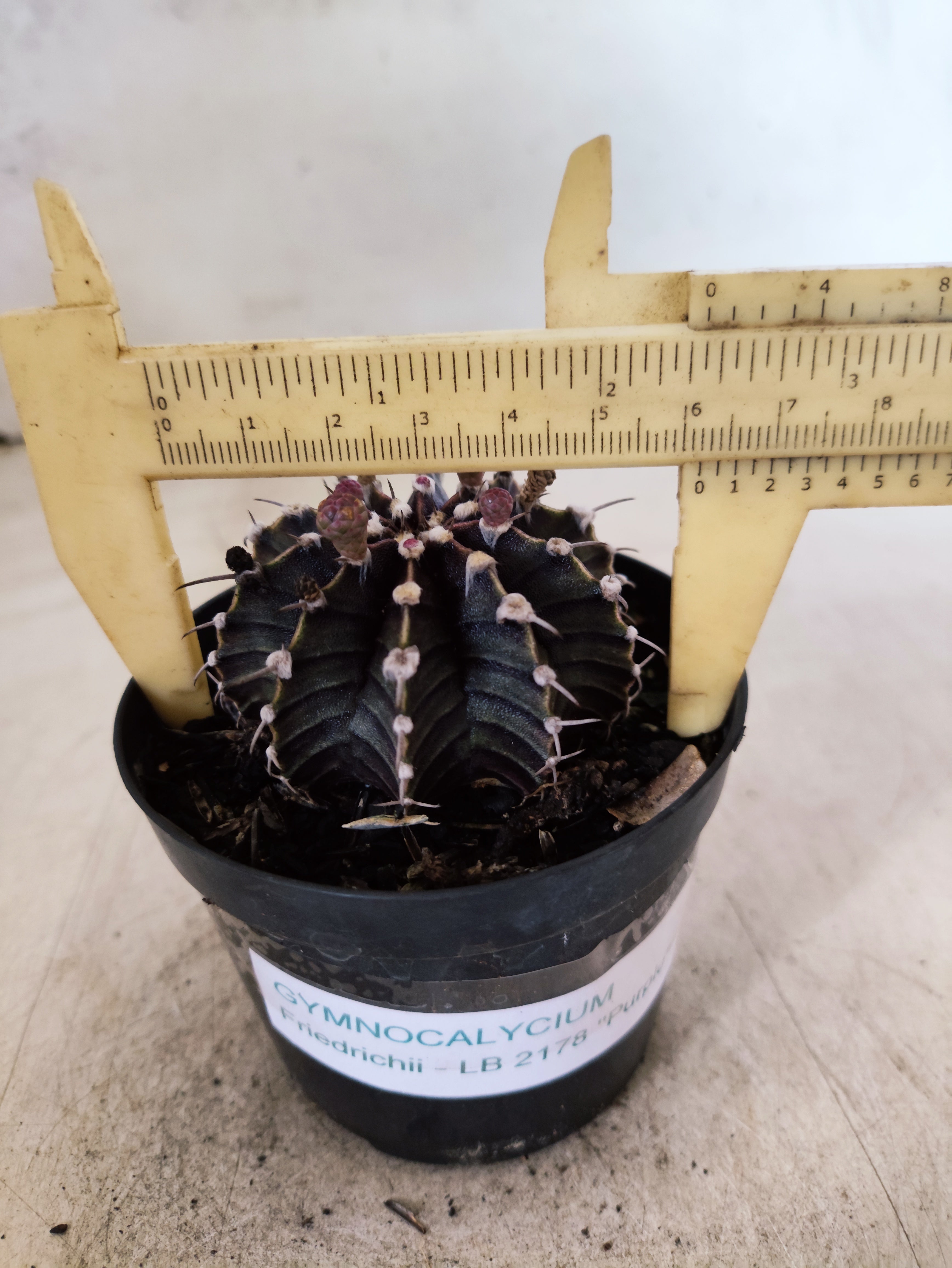 GYMNOCALYCIUM Friedrichii LB 2178 - Nº 623 – vaso 09