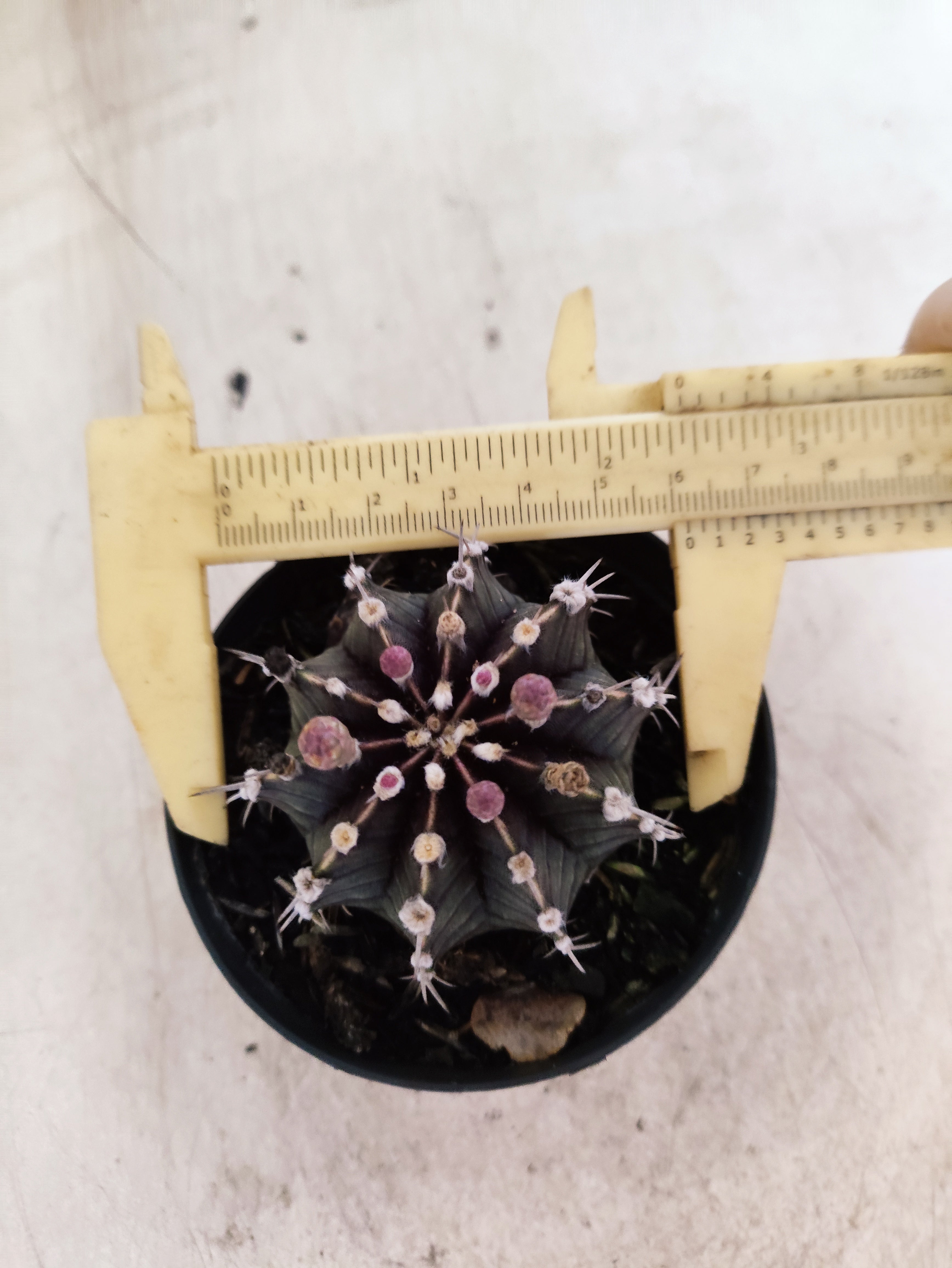 GYMNOCALYCIUM Friedrichii LB 2178 - Nº 623 – vaso 09