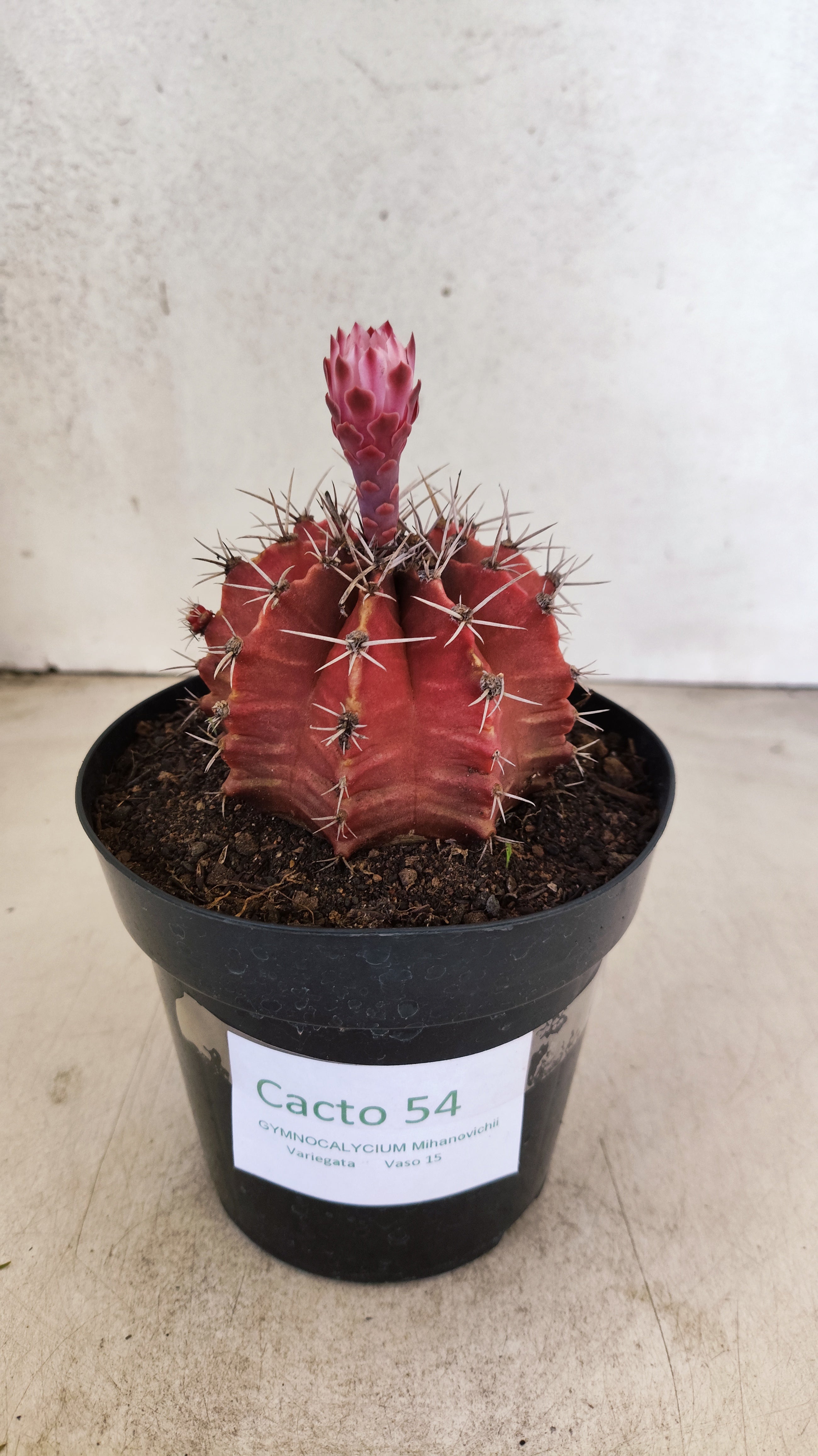 GYMNOCALYCIUM Mihanovichii Nº 54 – vaso 15