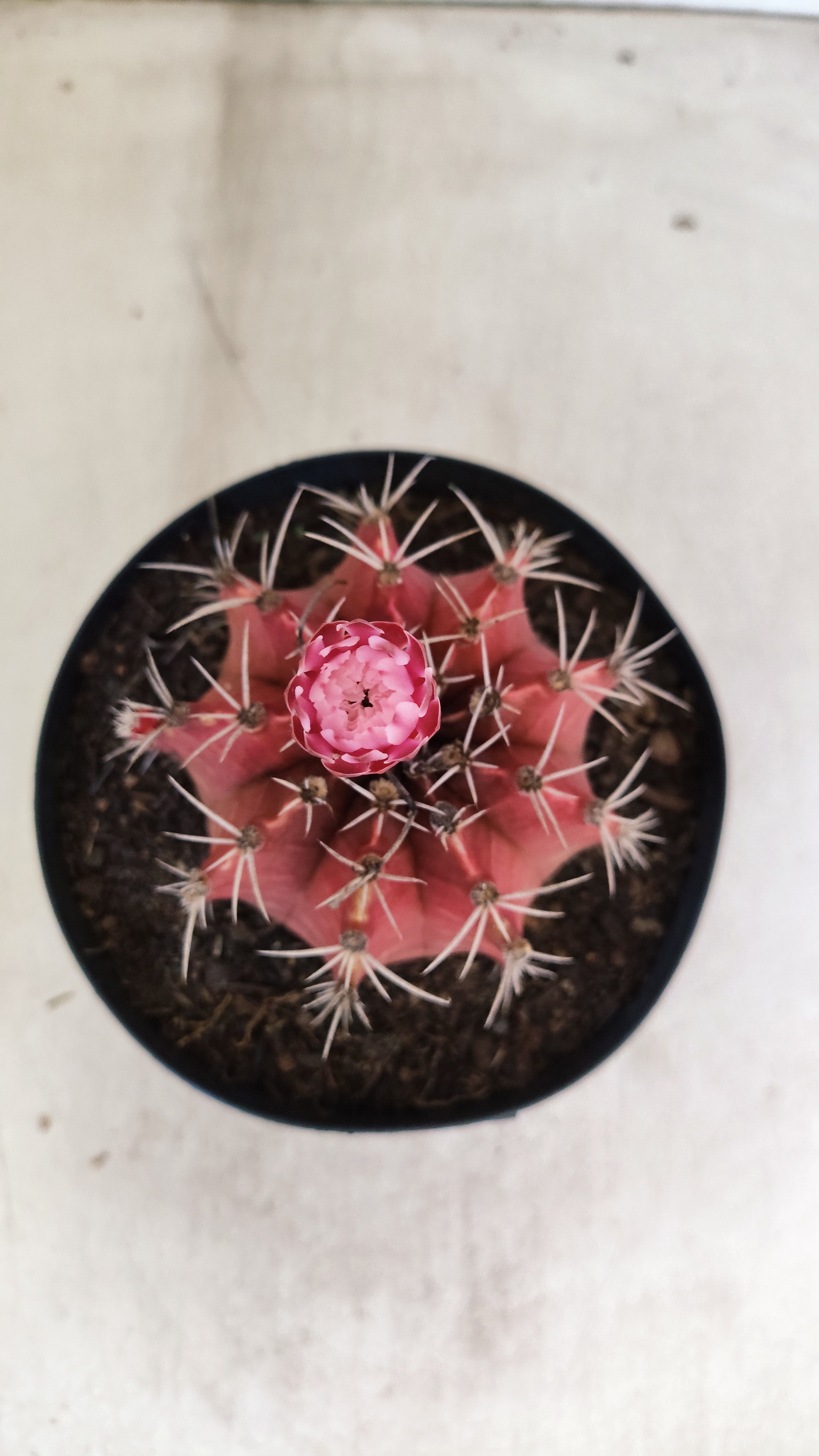 GYMNOCALYCIUM Mihanovichii Nº 54 – vaso 15
