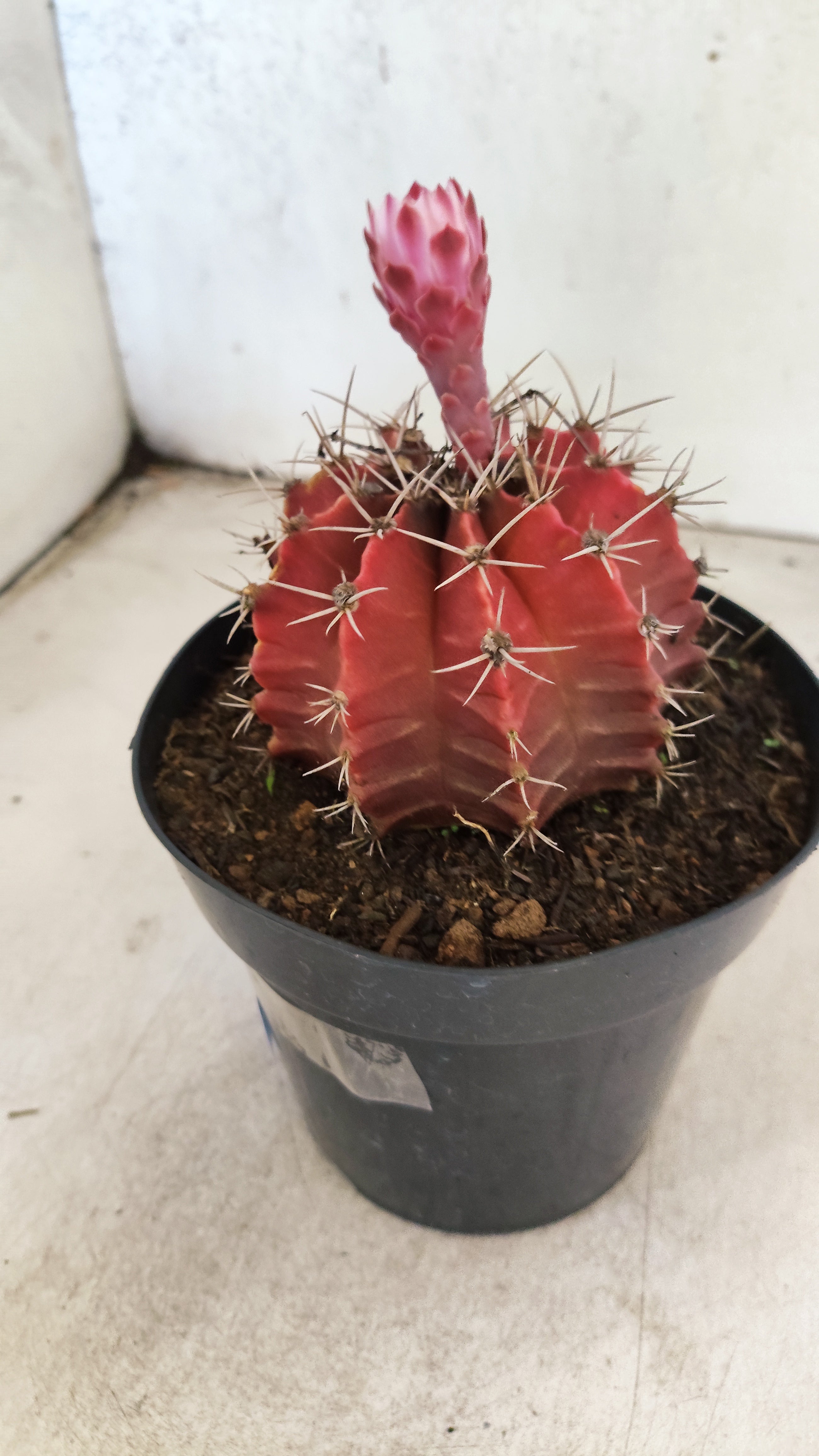 GYMNOCALYCIUM Mihanovichii Nº 54 – vaso 15