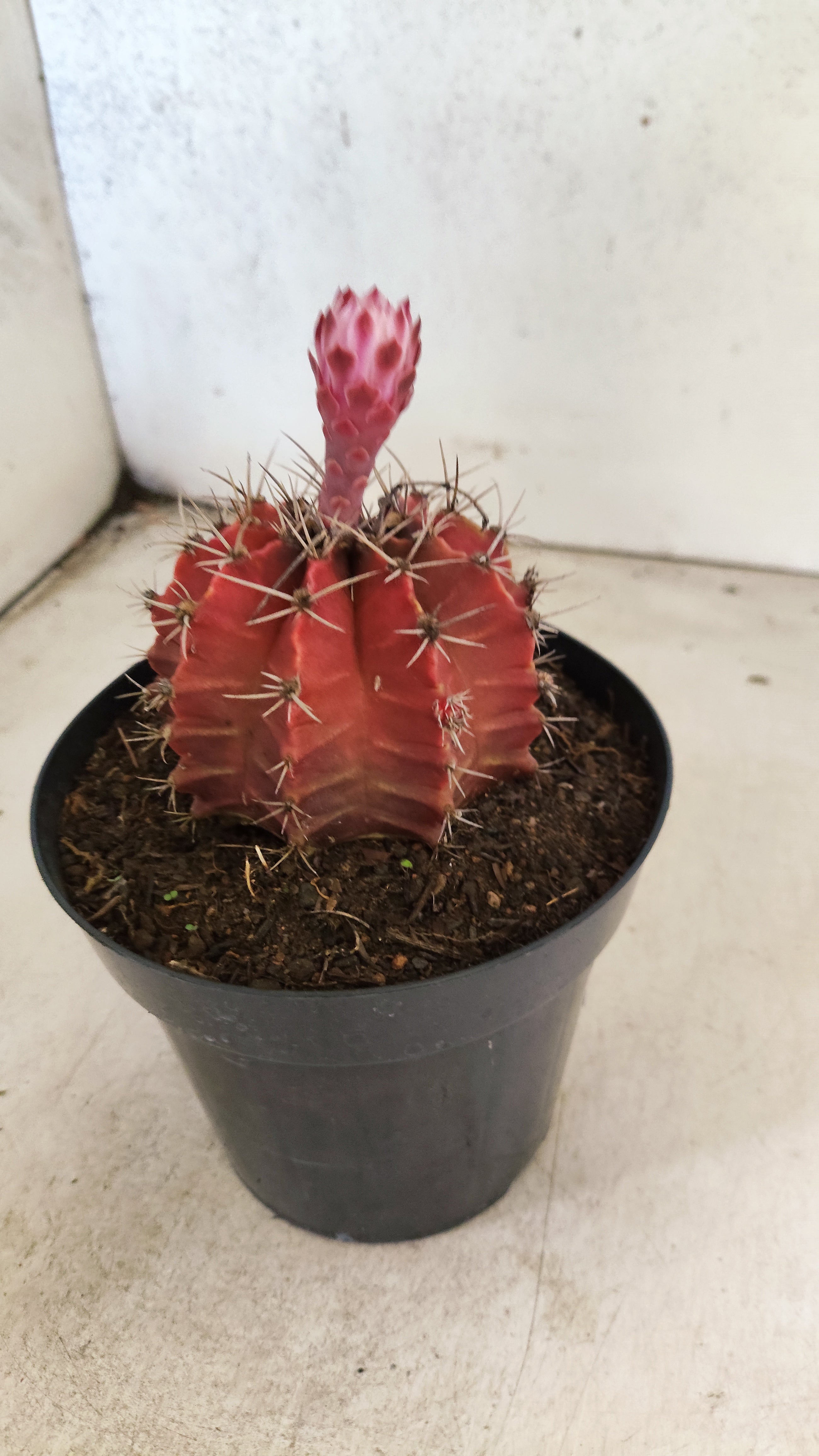 GYMNOCALYCIUM Mihanovichii Nº 54 – vaso 15