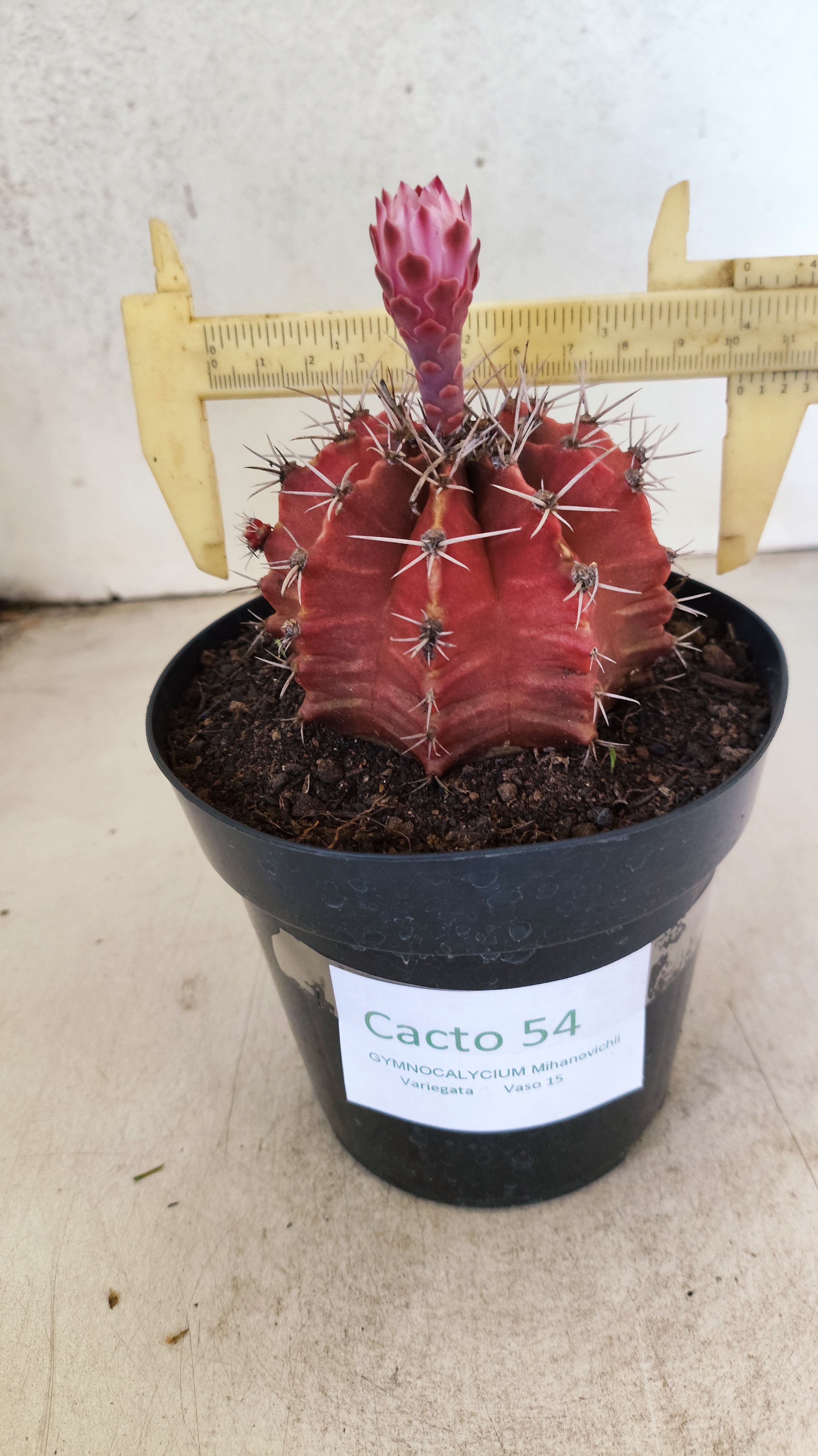 GYMNOCALYCIUM Mihanovichii Nº 54 – vaso 15