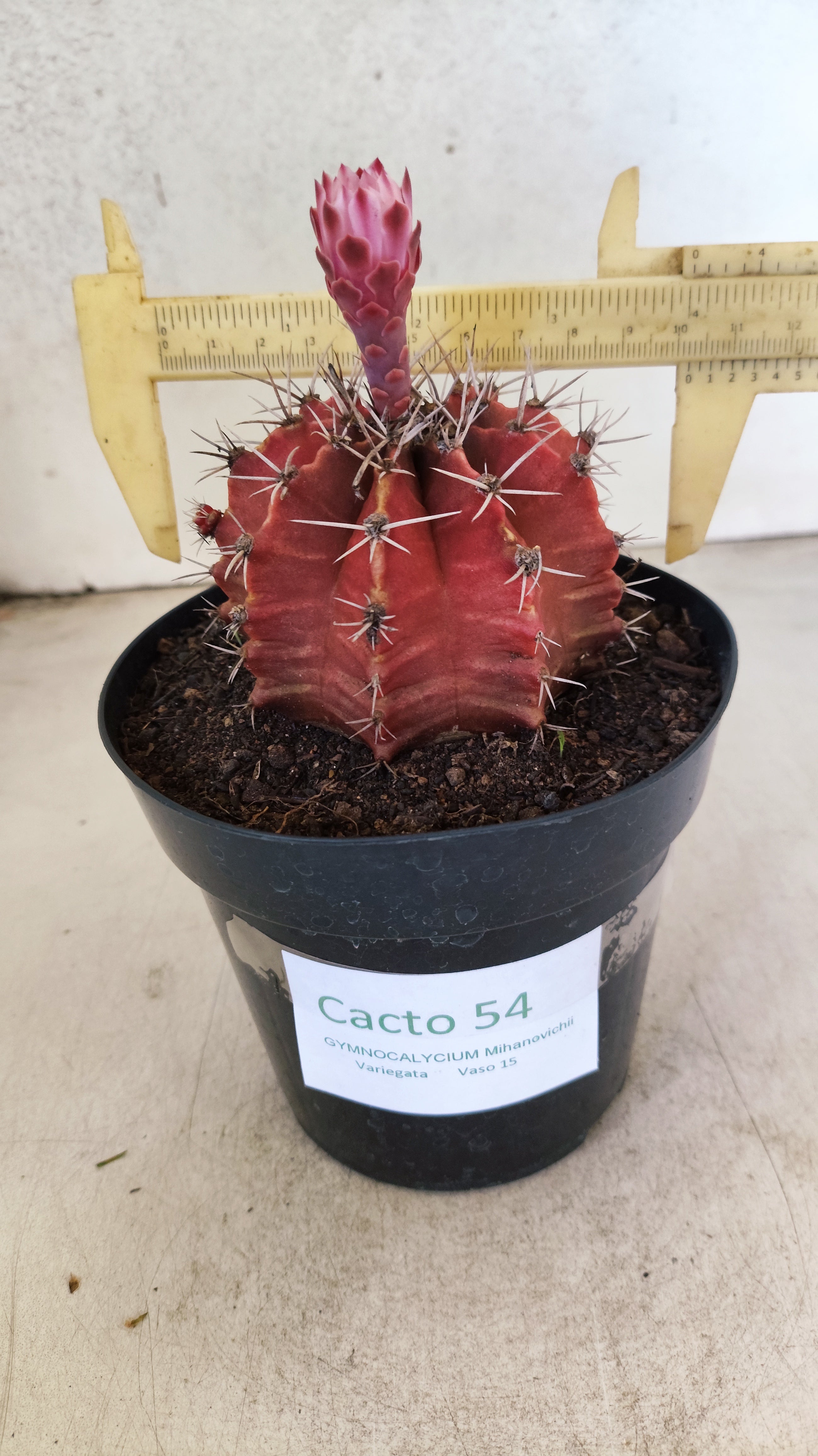 GYMNOCALYCIUM Mihanovichii Nº 54 – vaso 15