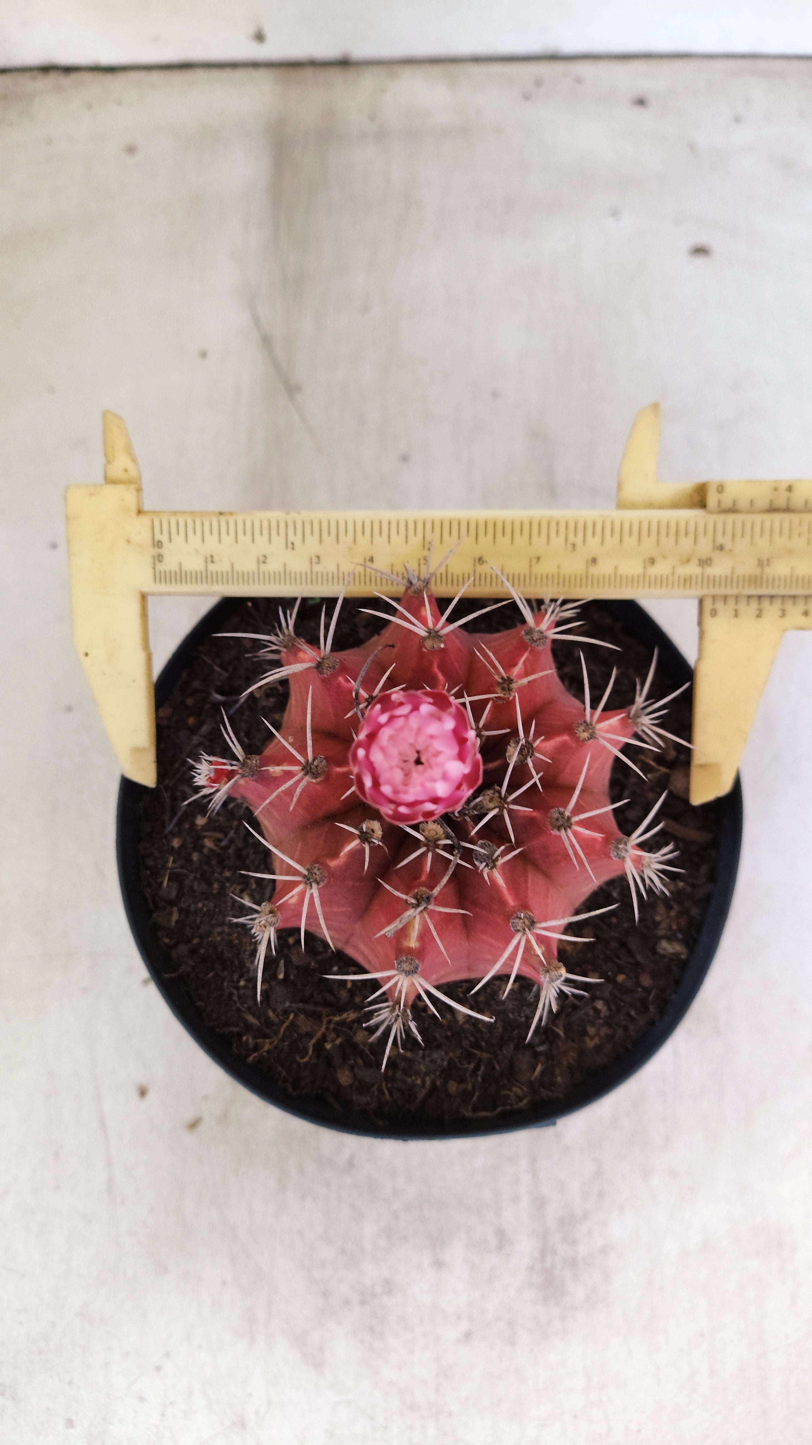 GYMNOCALYCIUM Mihanovichii Nº 54 – vaso 15