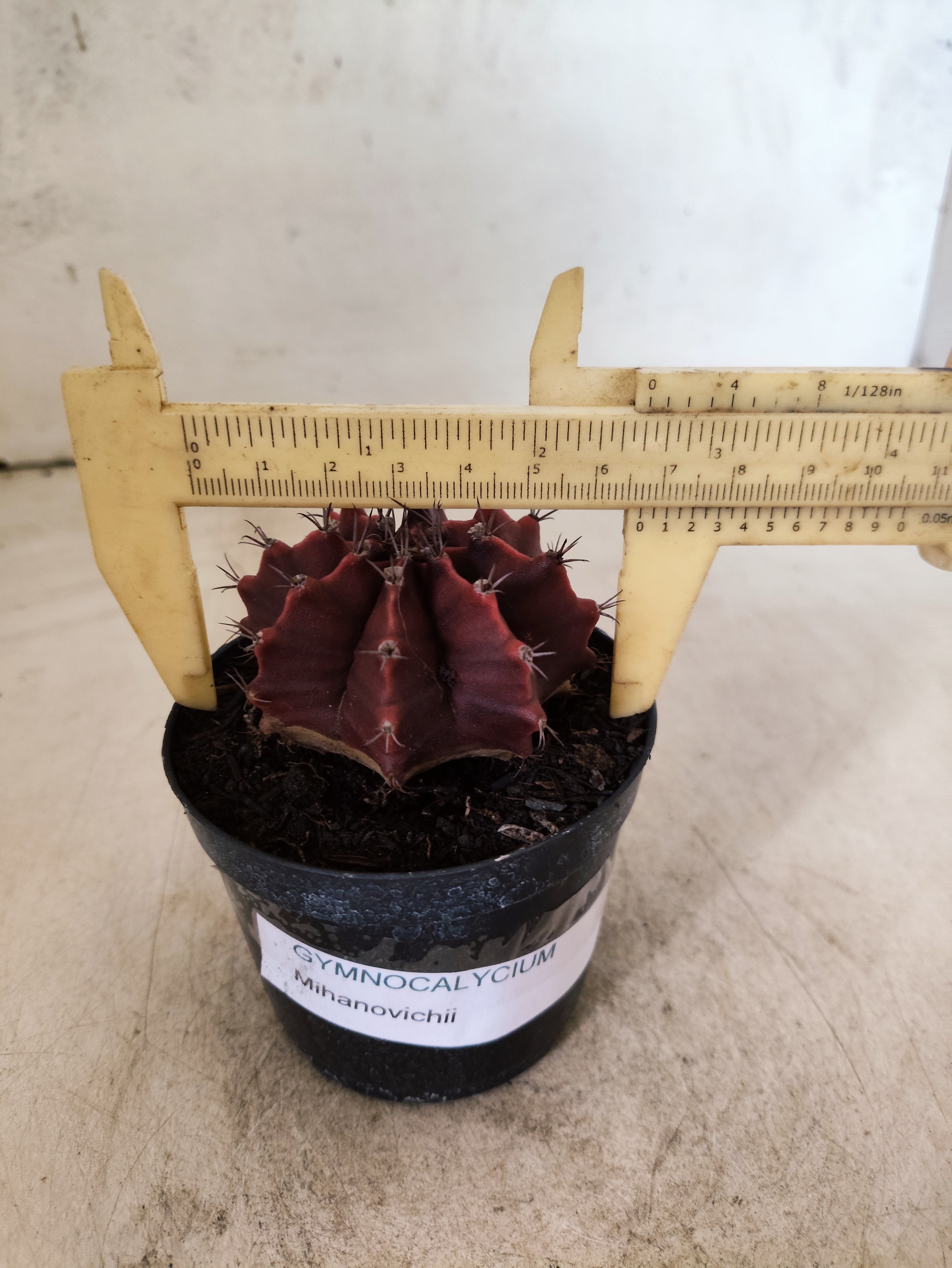 GYMNOCALYCIUM Mihanovichii Nº 620 – vaso 09