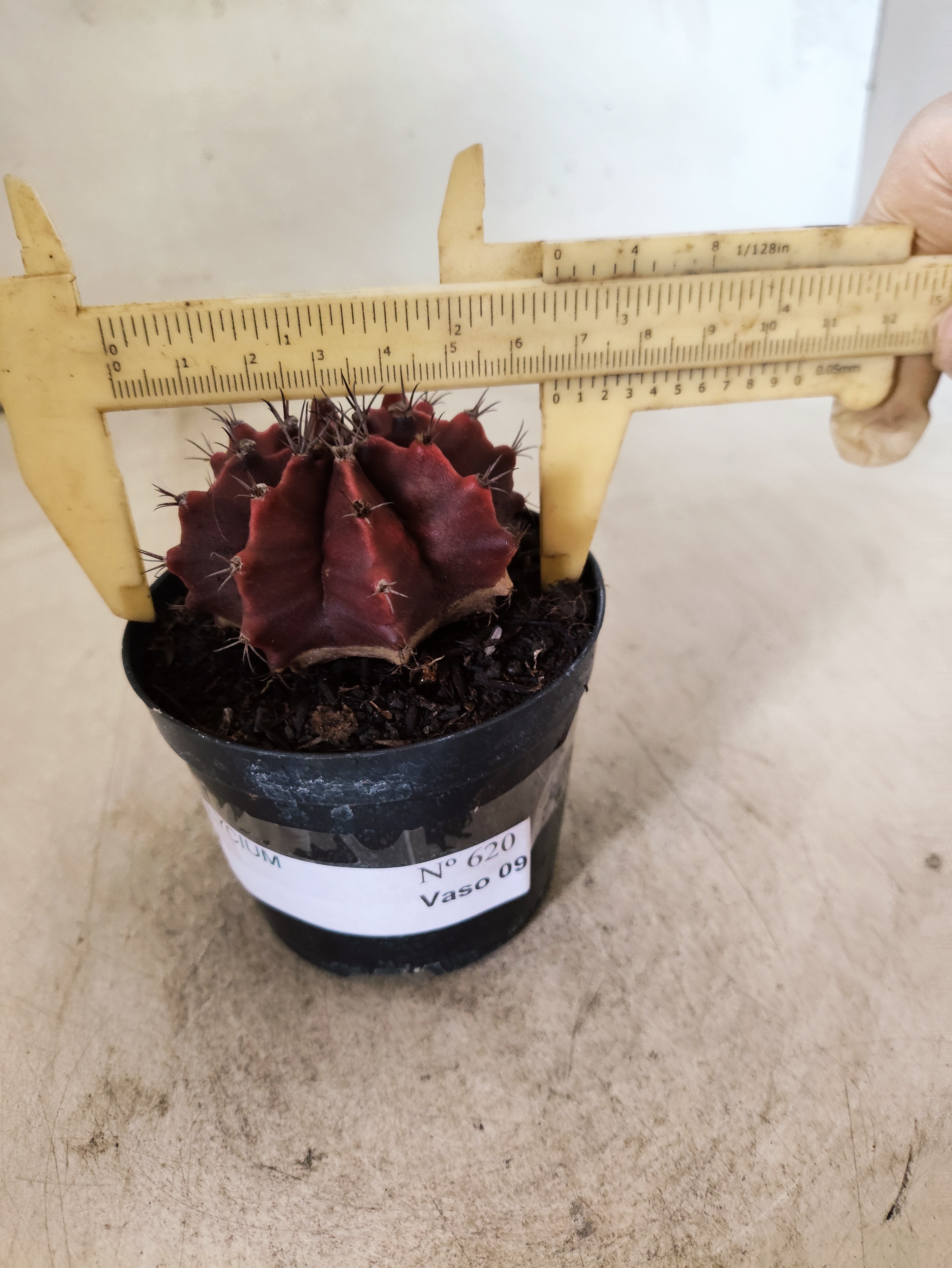 GYMNOCALYCIUM Mihanovichii Nº 620 – vaso 09