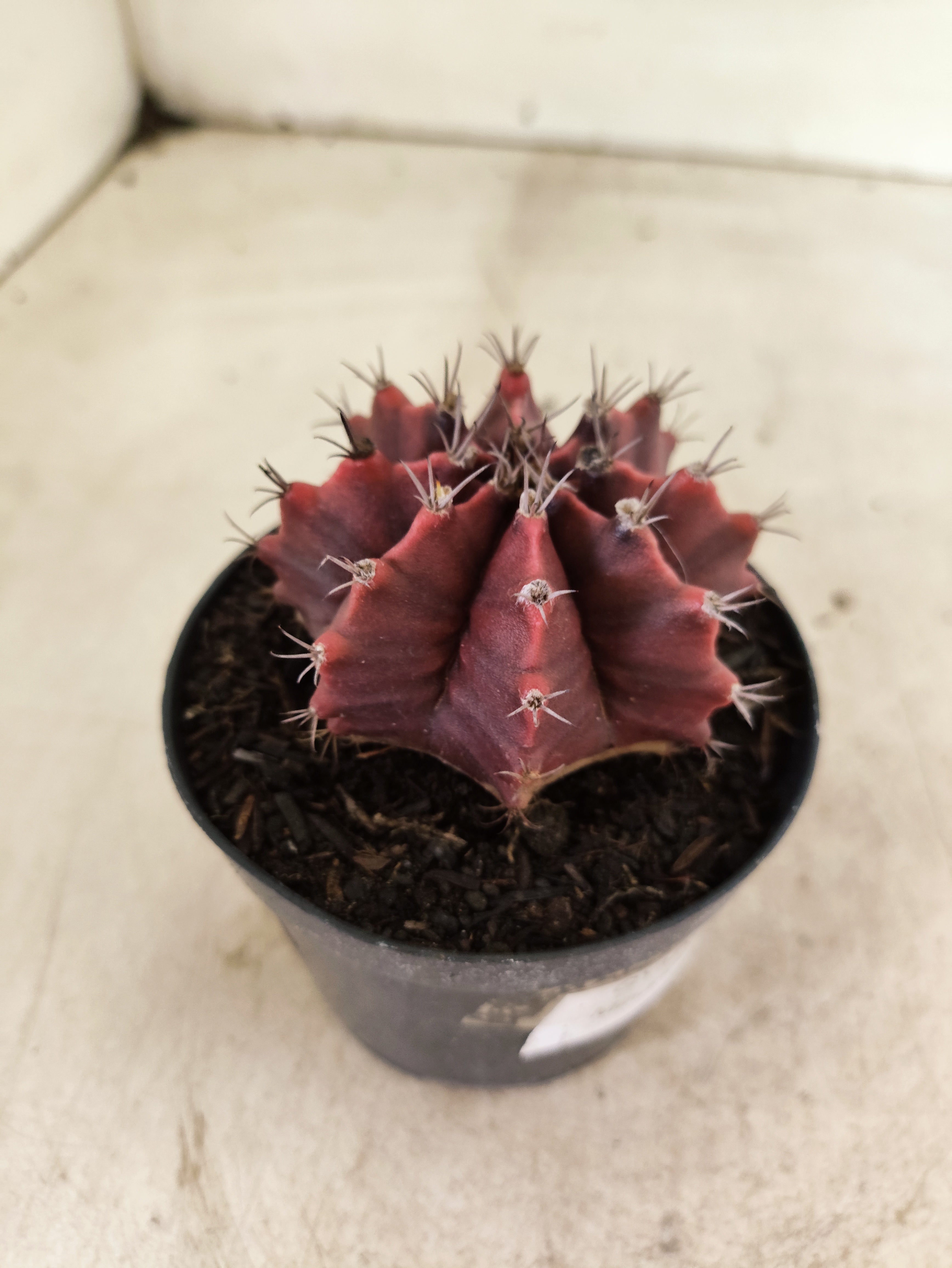 GYMNOCALYCIUM Mihanovichii Nº 620 – vaso 09