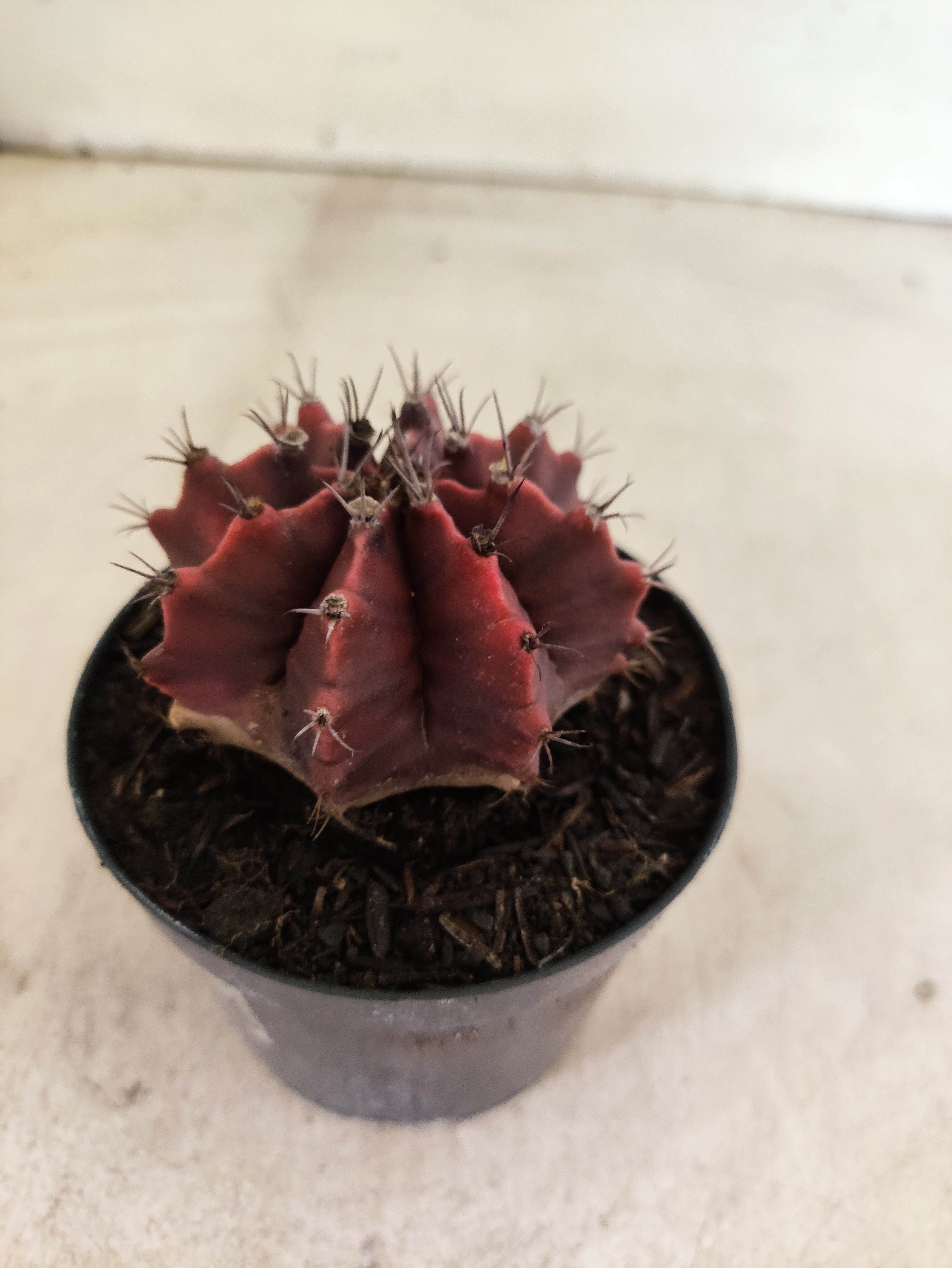 GYMNOCALYCIUM Mihanovichii Nº 620 – vaso 09