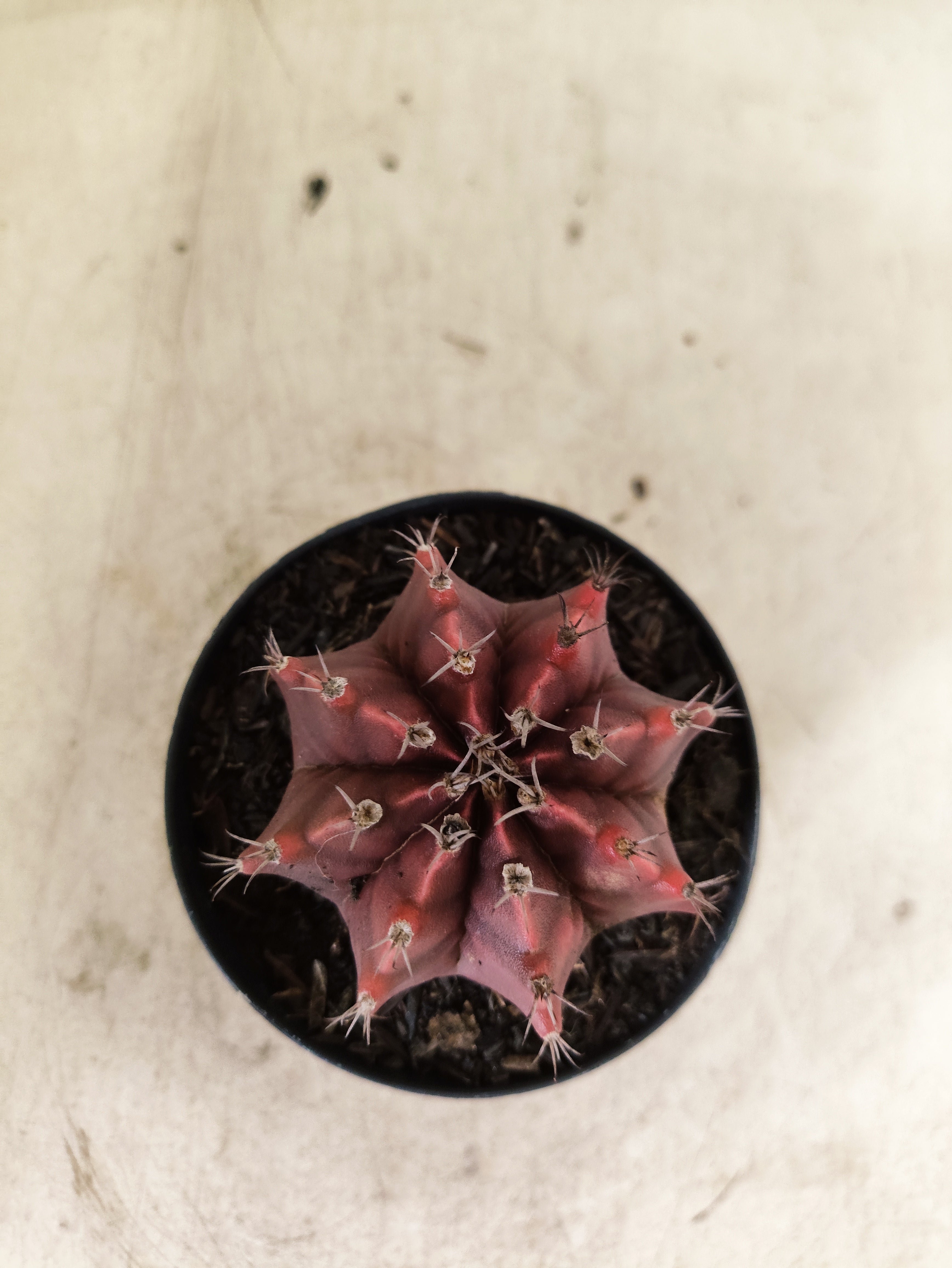 GYMNOCALYCIUM Mihanovichii Nº 620 – vaso 09