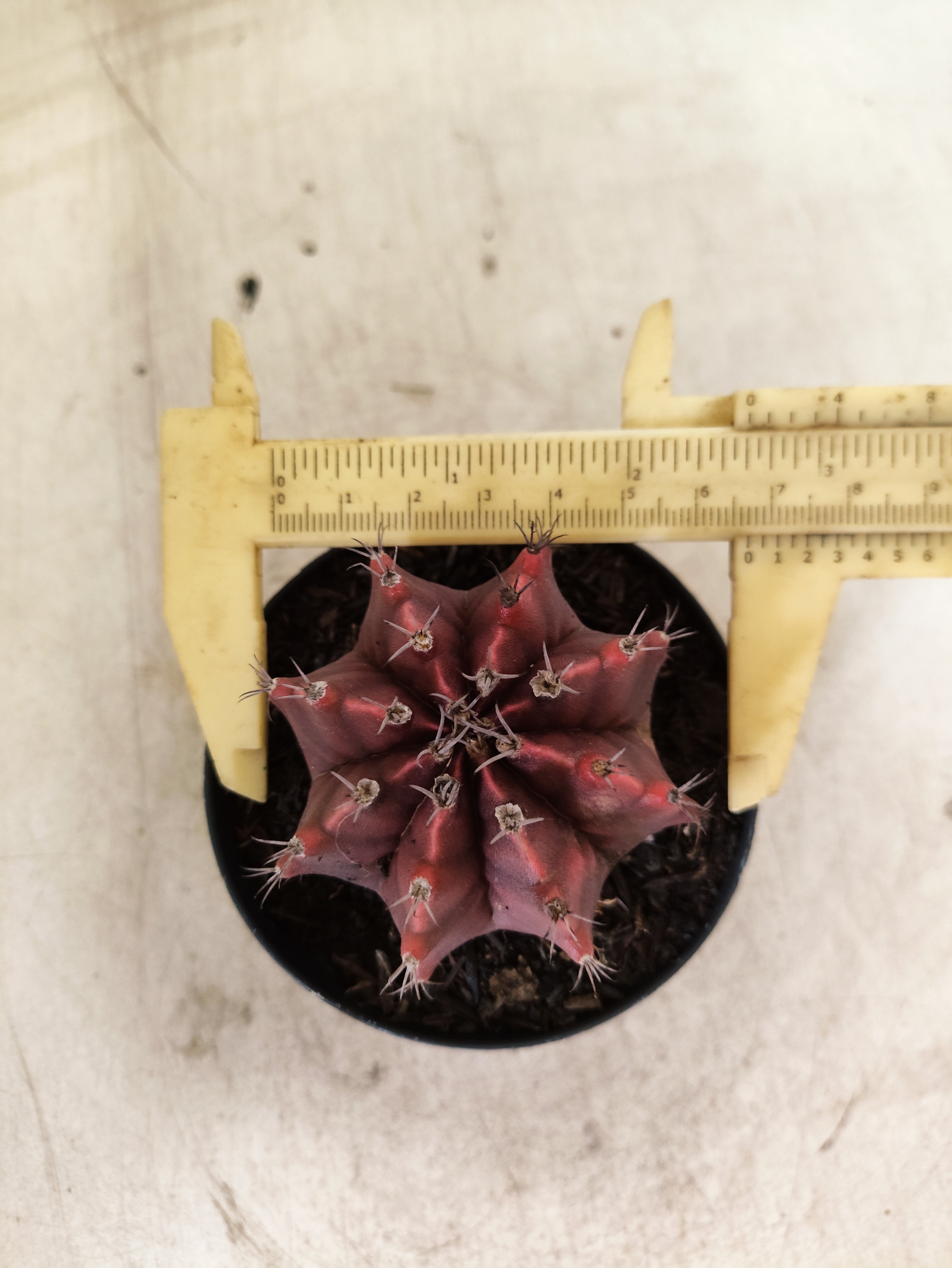GYMNOCALYCIUM Mihanovichii Nº 620 – vaso 09