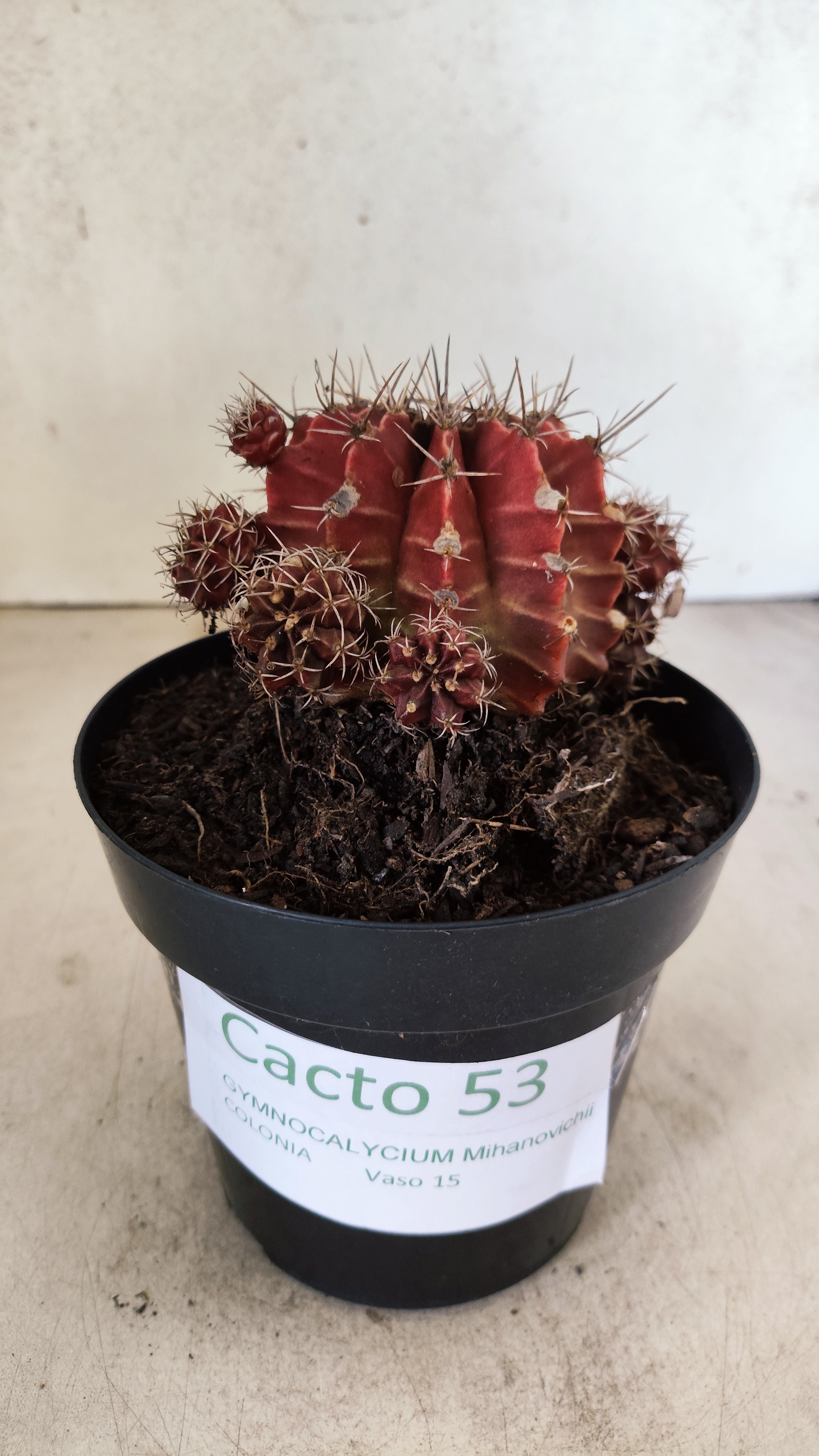 GYMNOCALYCIUM Mihanovichii "COLONIA" Nº 53 – vaso 15