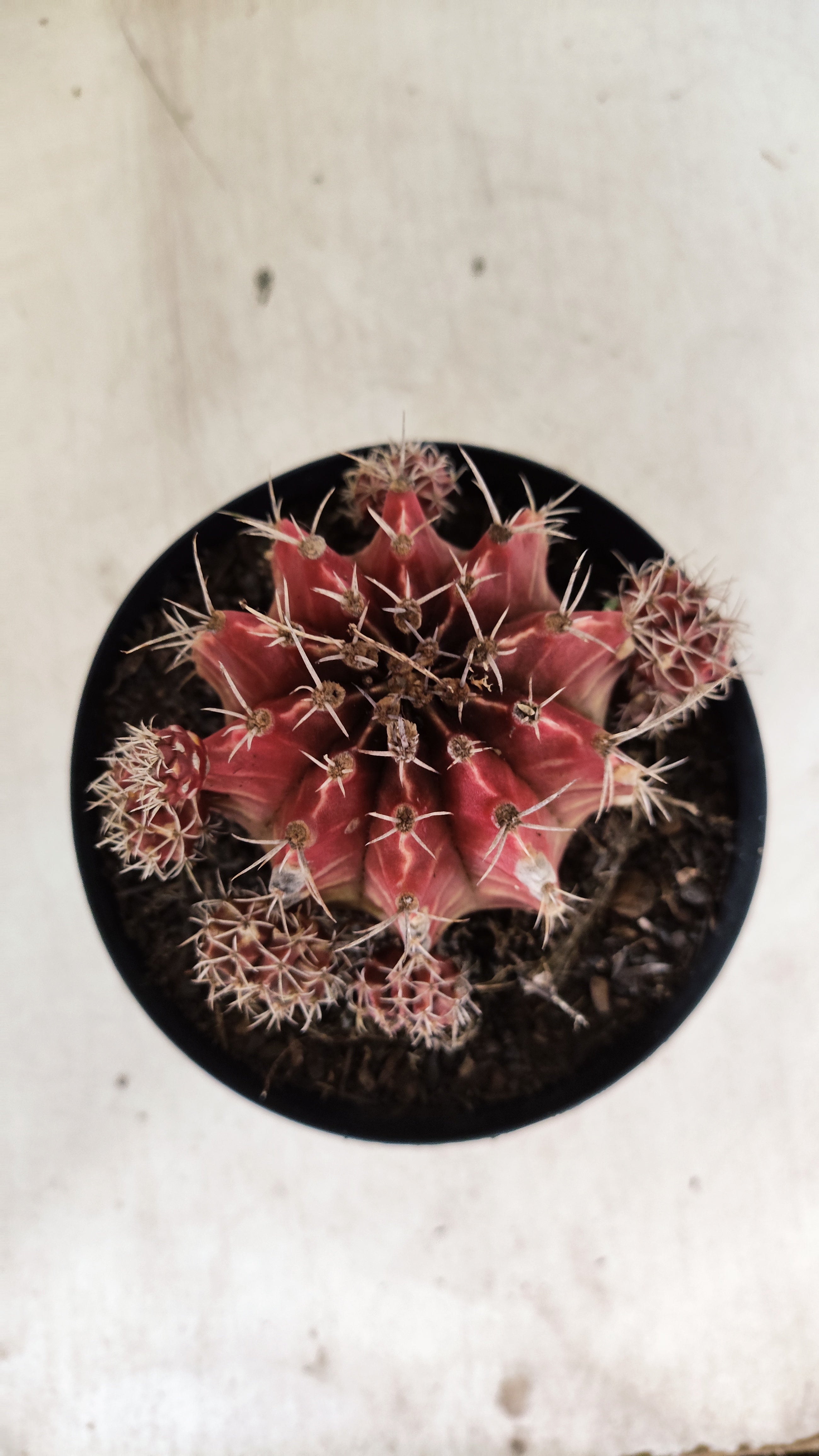 GYMNOCALYCIUM Mihanovichii "COLONIA" Nº 53 – vaso 15