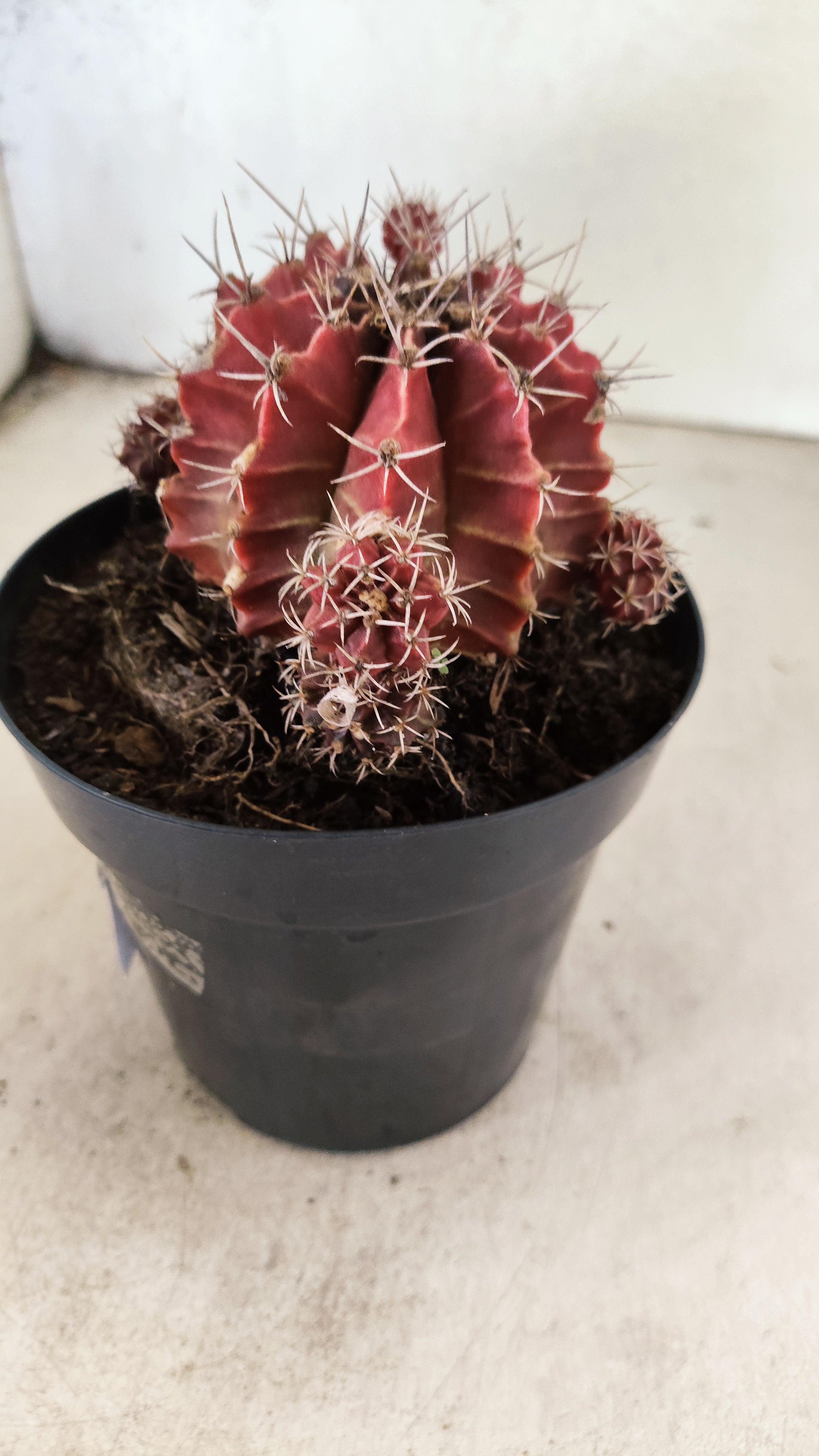 GYMNOCALYCIUM Mihanovichii "COLONIA" Nº 53 – vaso 15