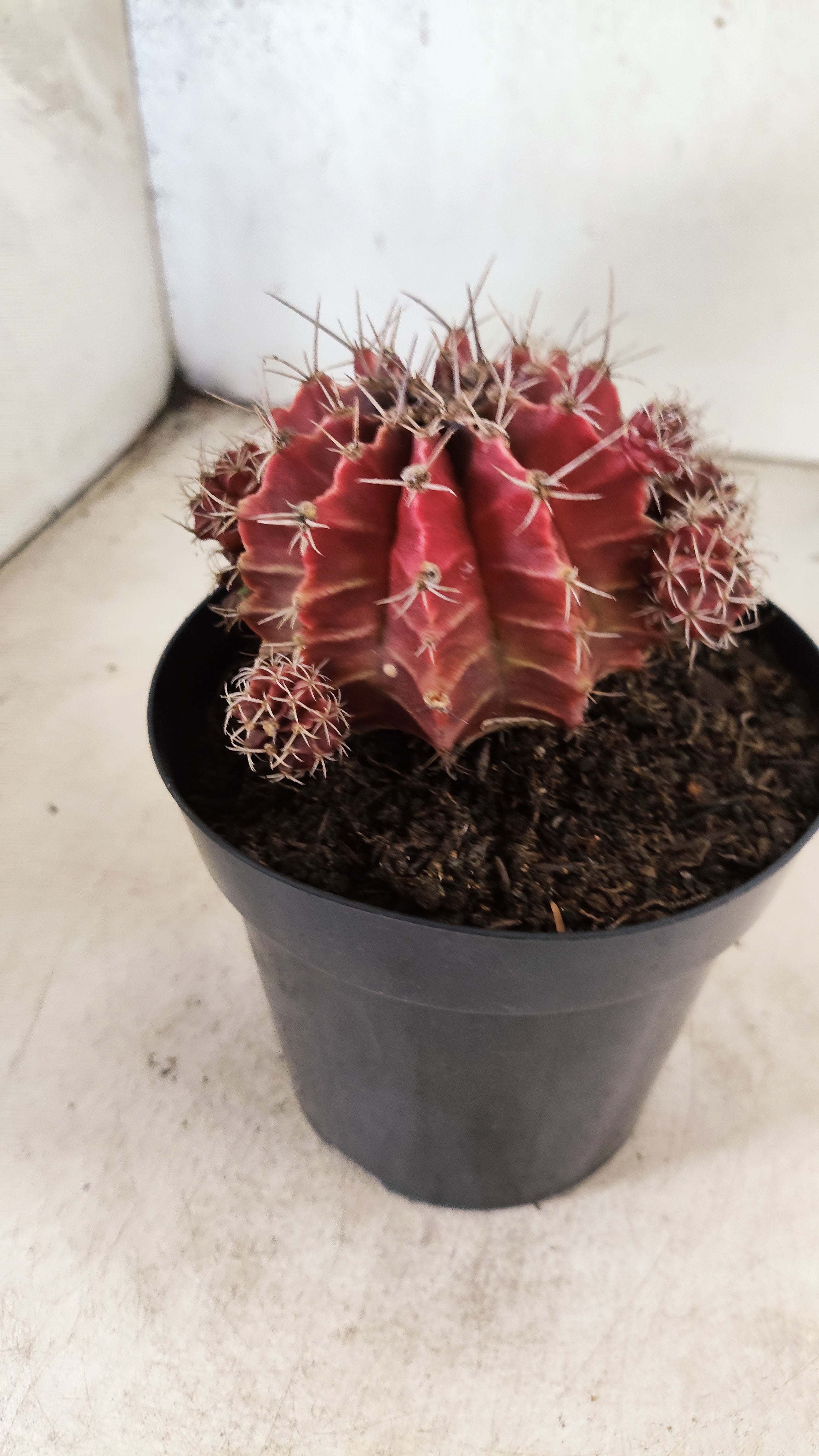 GYMNOCALYCIUM Mihanovichii "COLONIA" Nº 53 – vaso 15