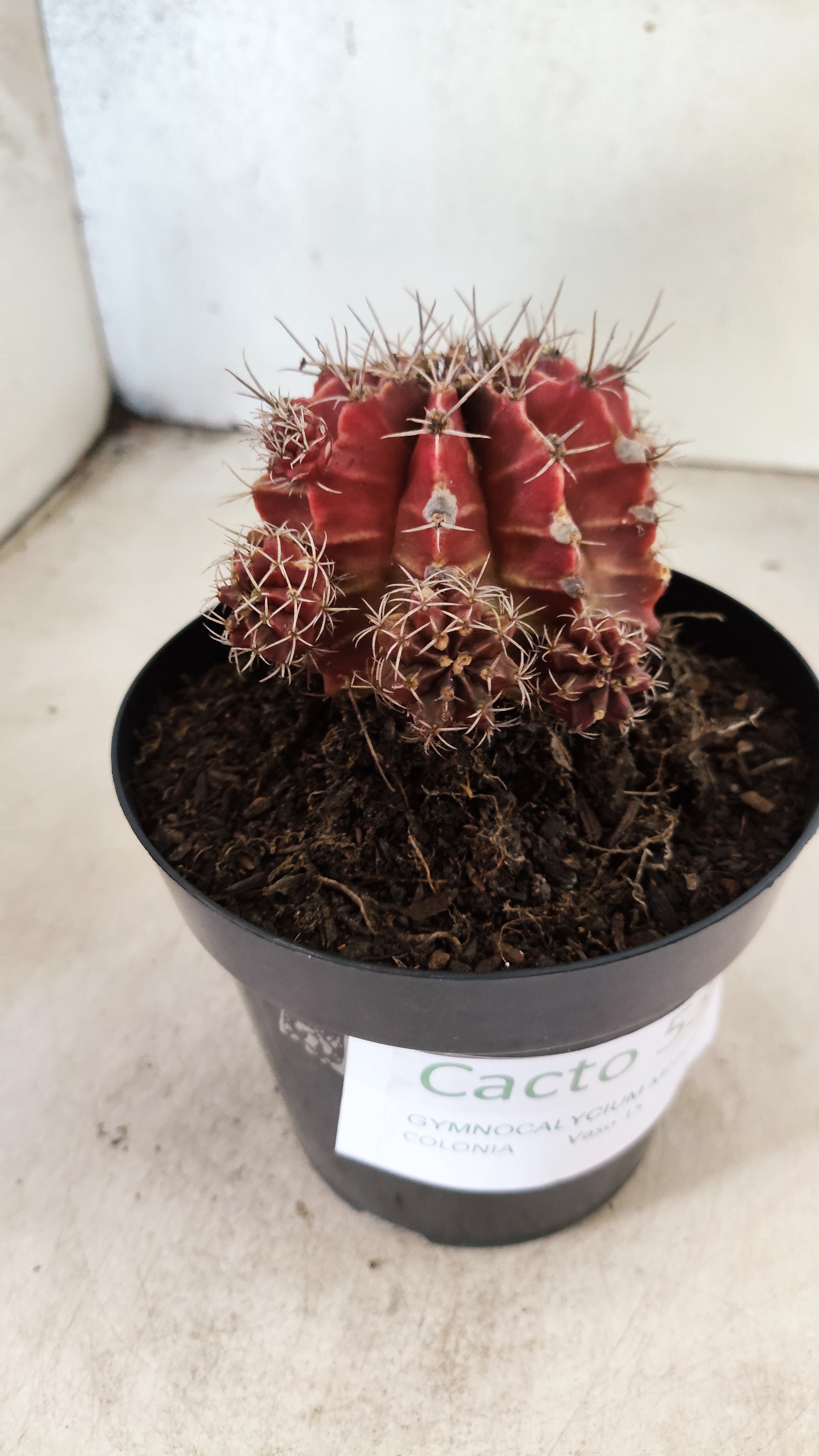 GYMNOCALYCIUM Mihanovichii "COLONIA" Nº 53 – vaso 15