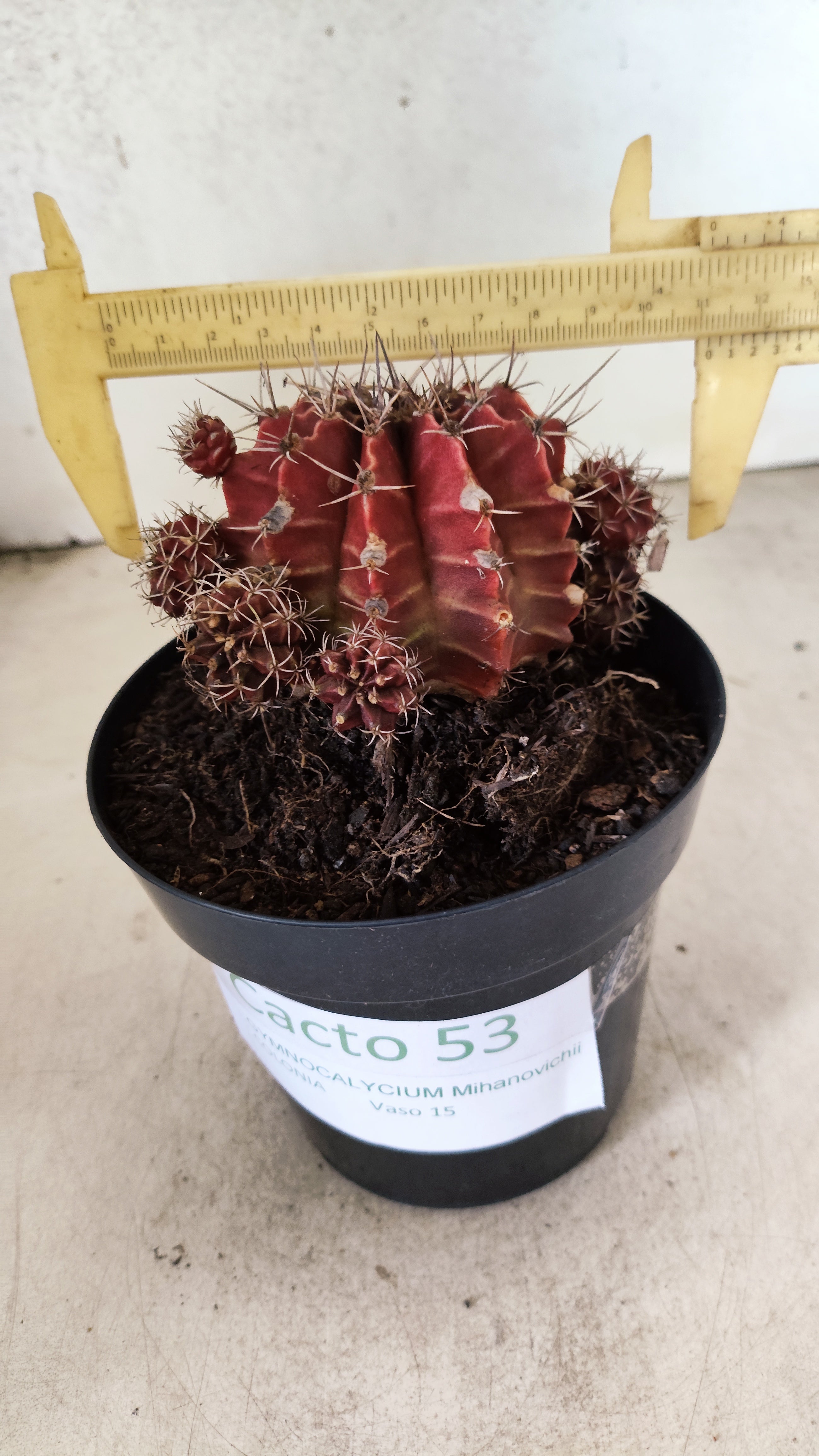 GYMNOCALYCIUM Mihanovichii "COLONIA" Nº 53 – vaso 15