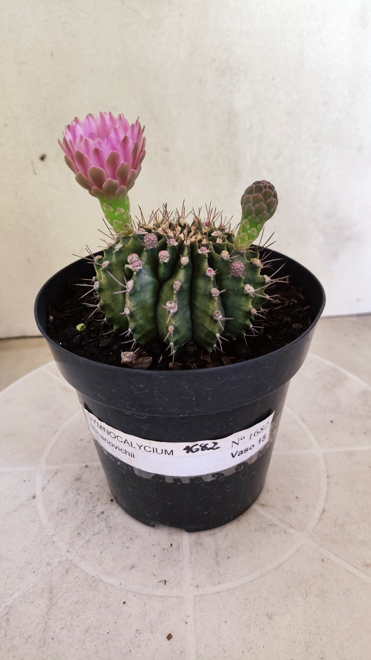 GYMNOCALYCIUM Mihanovichii Nº 1682 – vaso 15