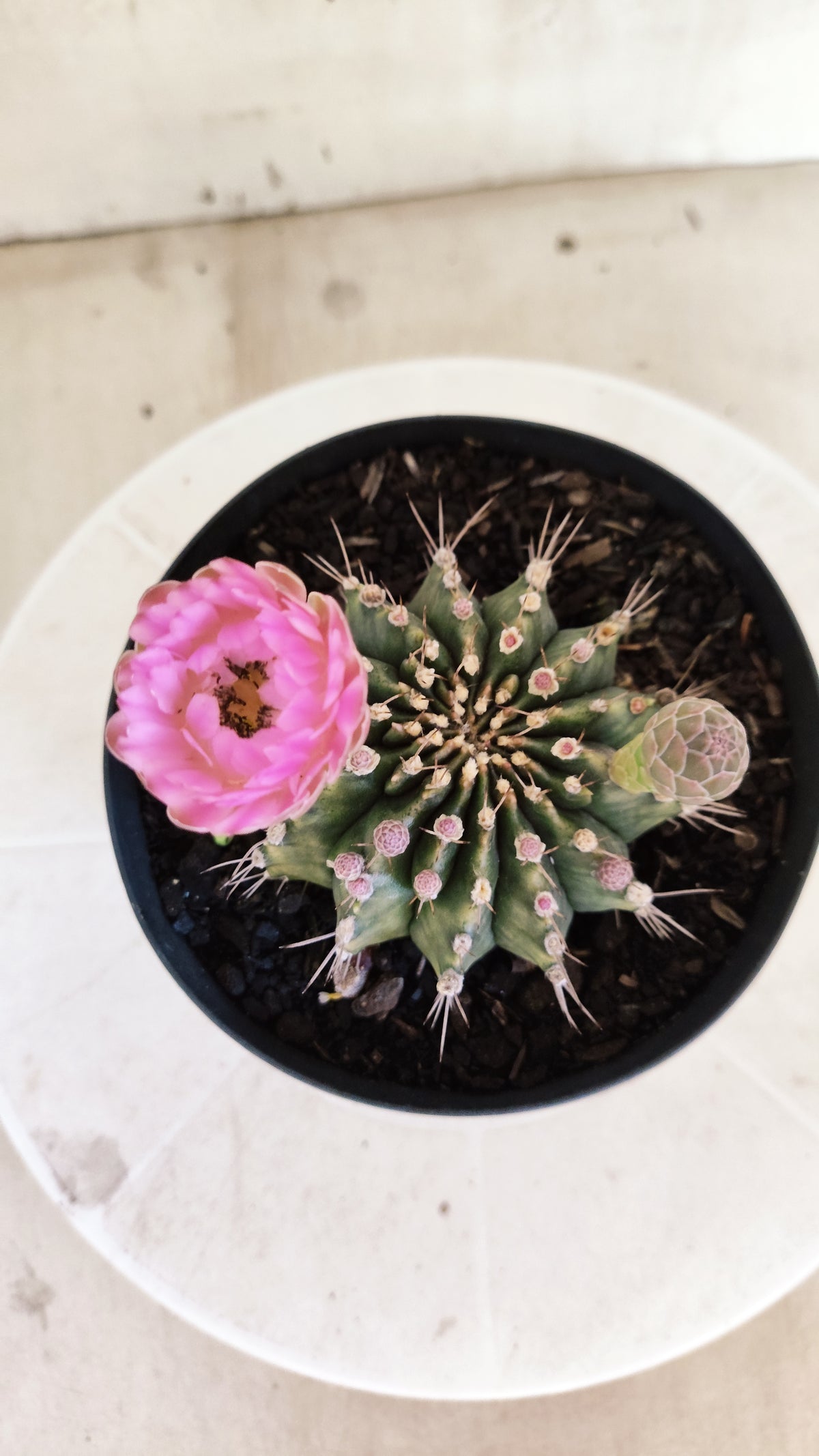 GYMNOCALYCIUM Mihanovichii Nº 1682 – vaso 15
