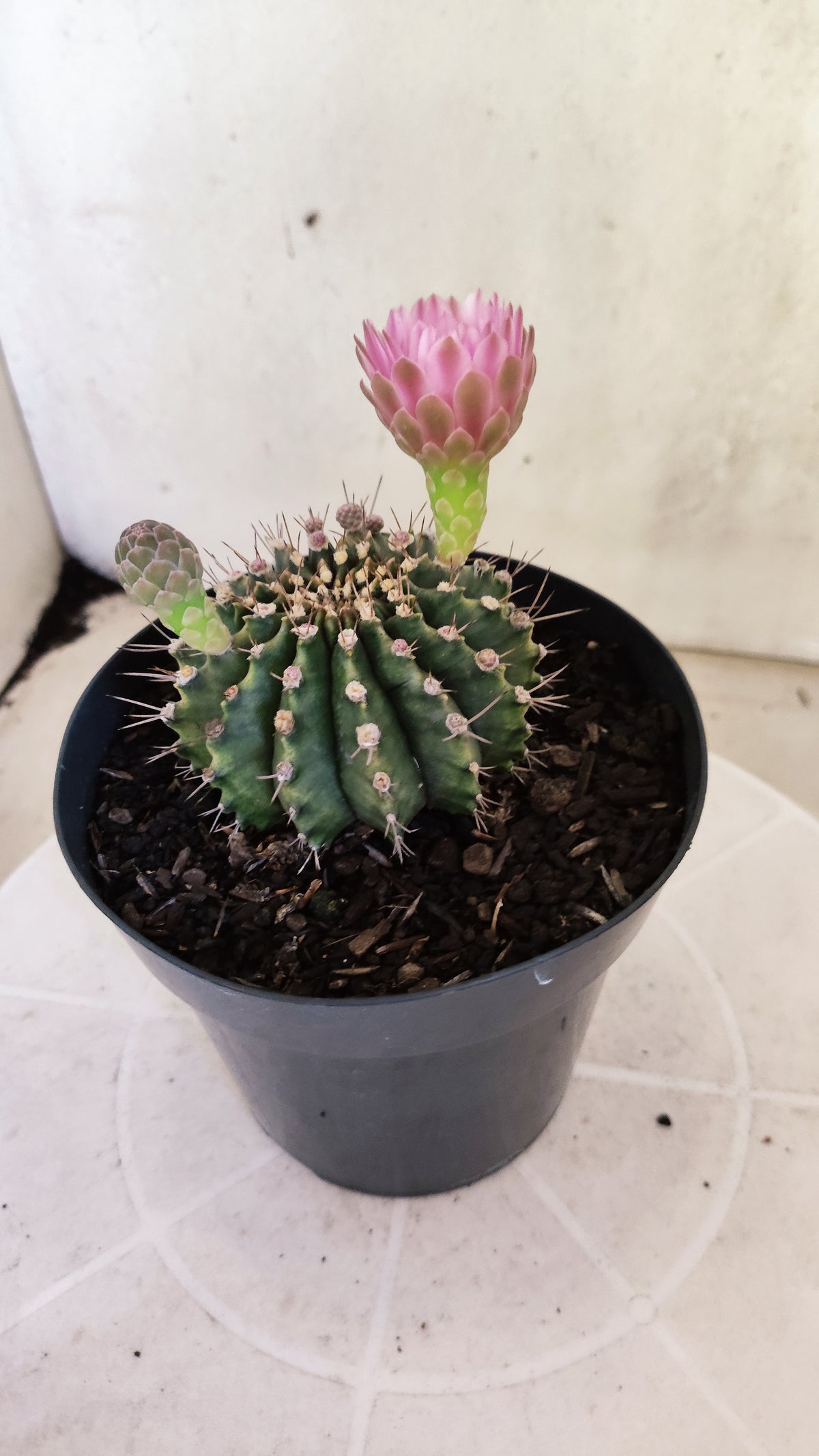 GYMNOCALYCIUM Mihanovichii Nº 1682 – vaso 15