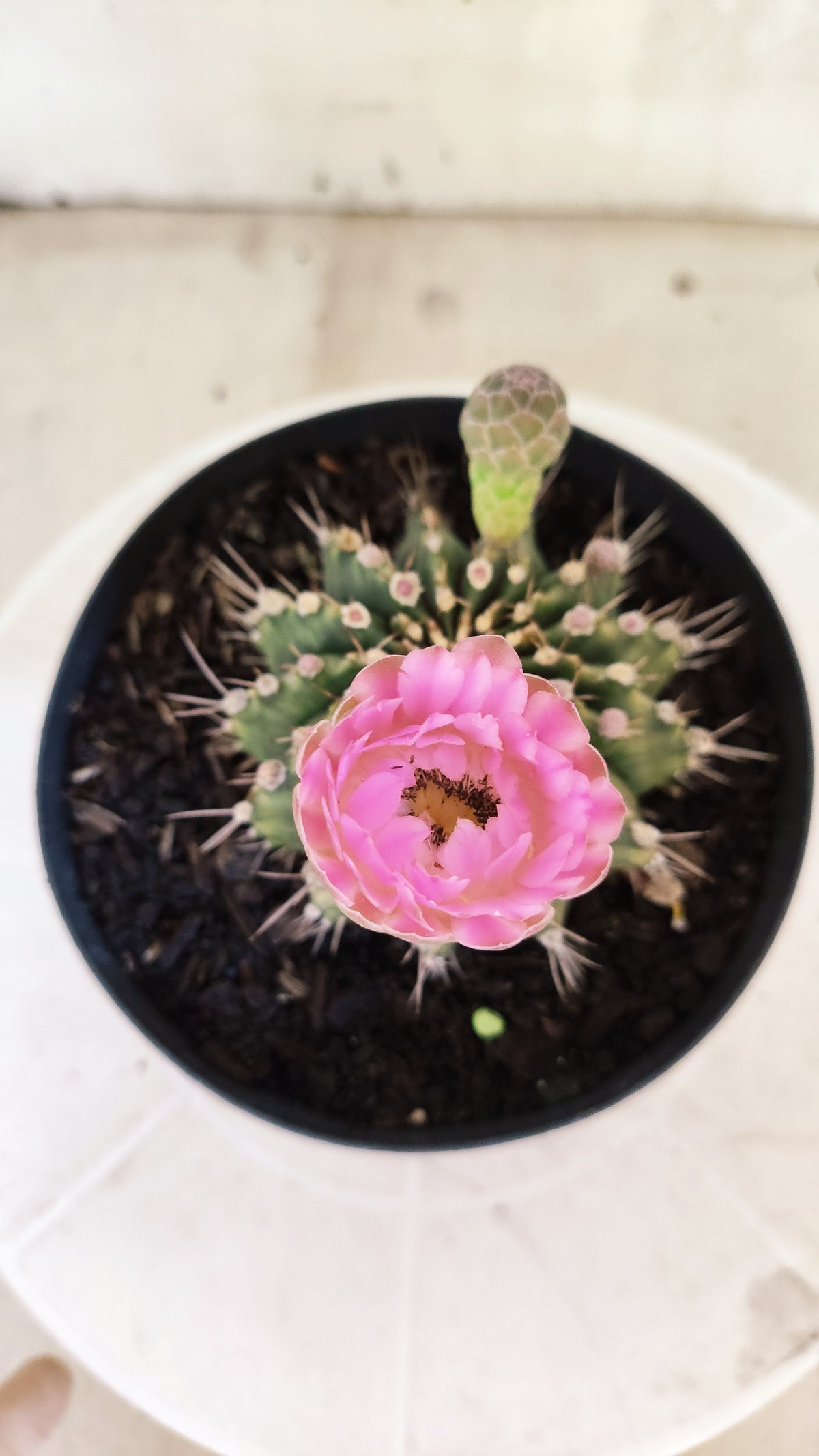 GYMNOCALYCIUM Mihanovichii Nº 1682 – vaso 15