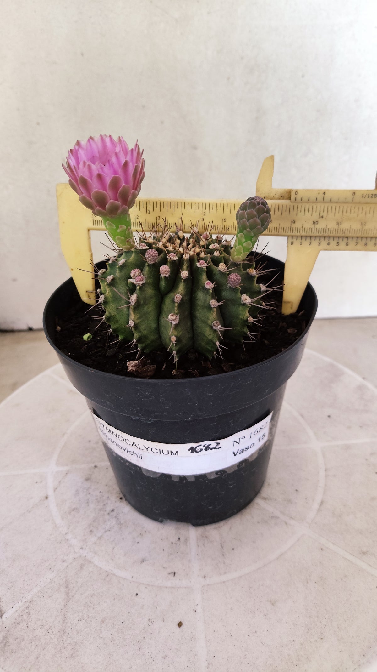 GYMNOCALYCIUM Mihanovichii Nº 1682 – vaso 15