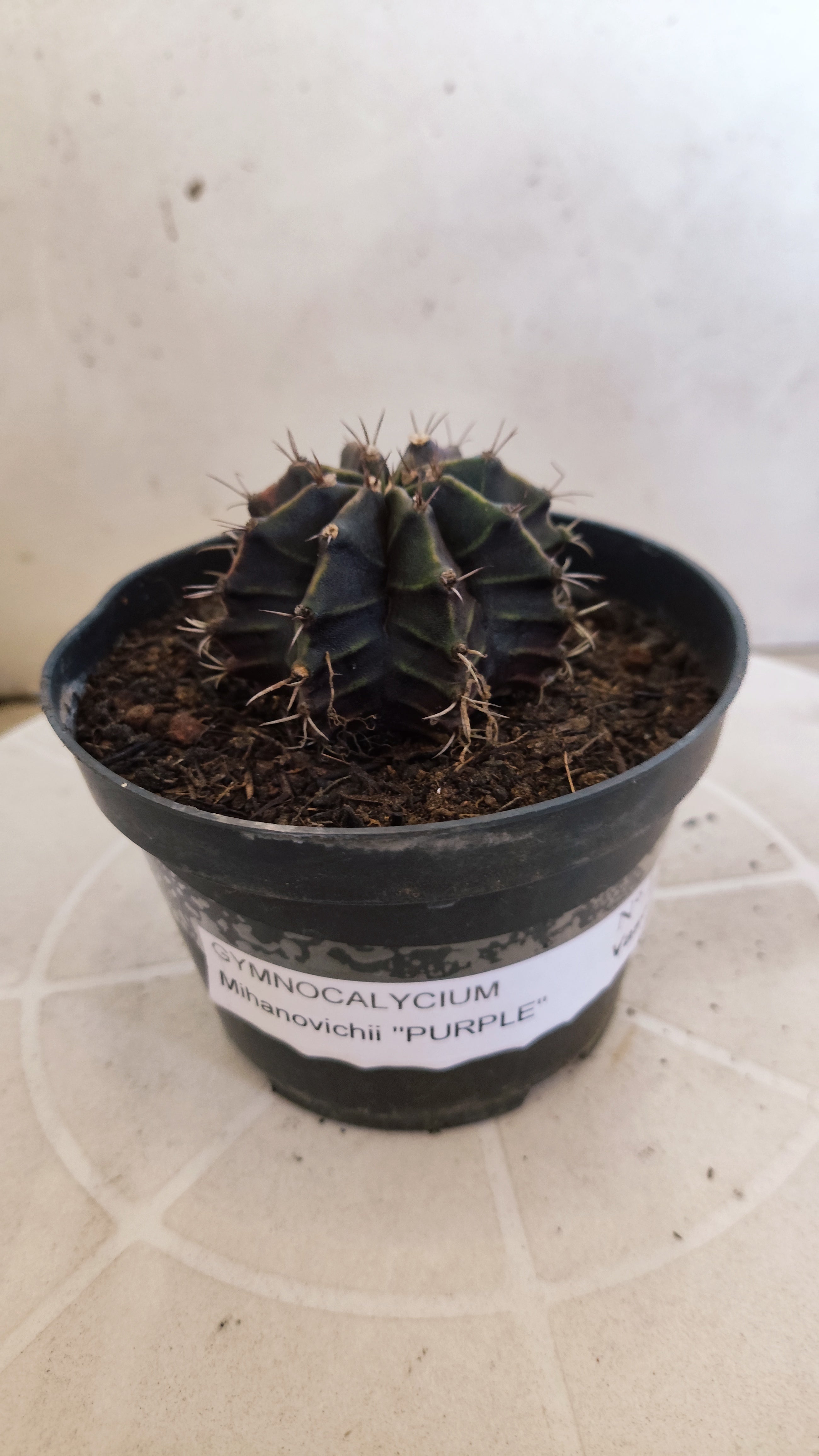 GYMNOCALYCIUM Mihanovichii "PURPLE" Nº 1206 – vaso 11