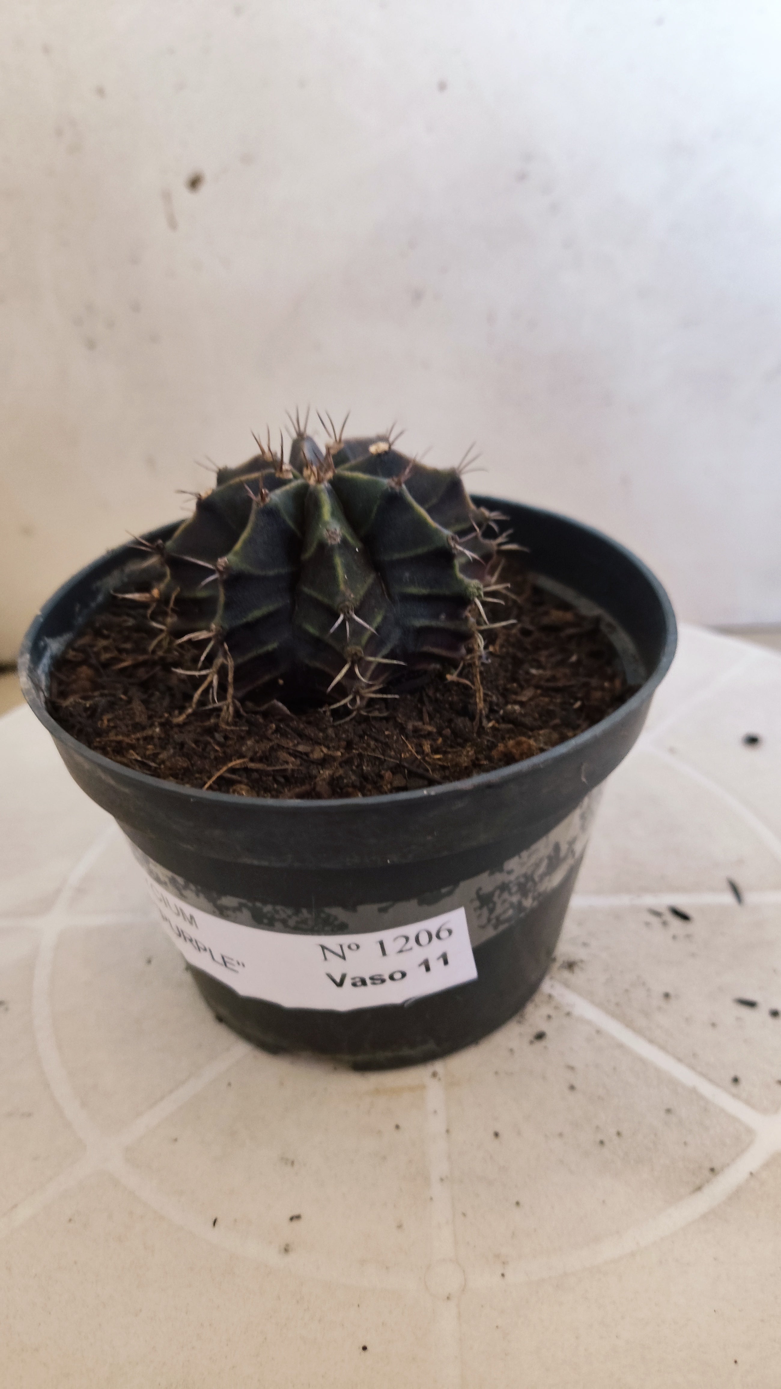 GYMNOCALYCIUM Mihanovichii "PURPLE" Nº 1206 – vaso 11