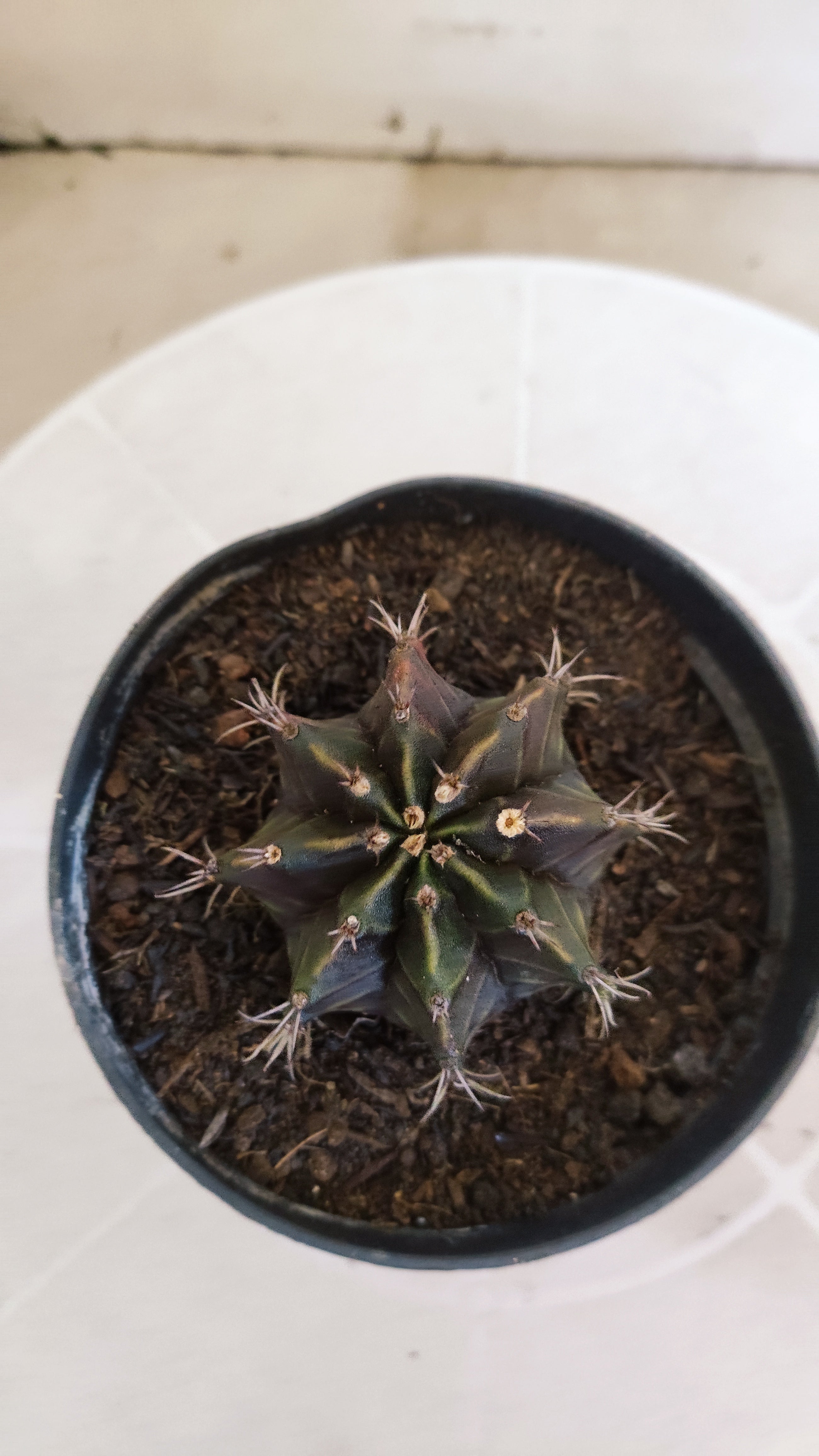 GYMNOCALYCIUM Mihanovichii "PURPLE" Nº 1206 – vaso 11
