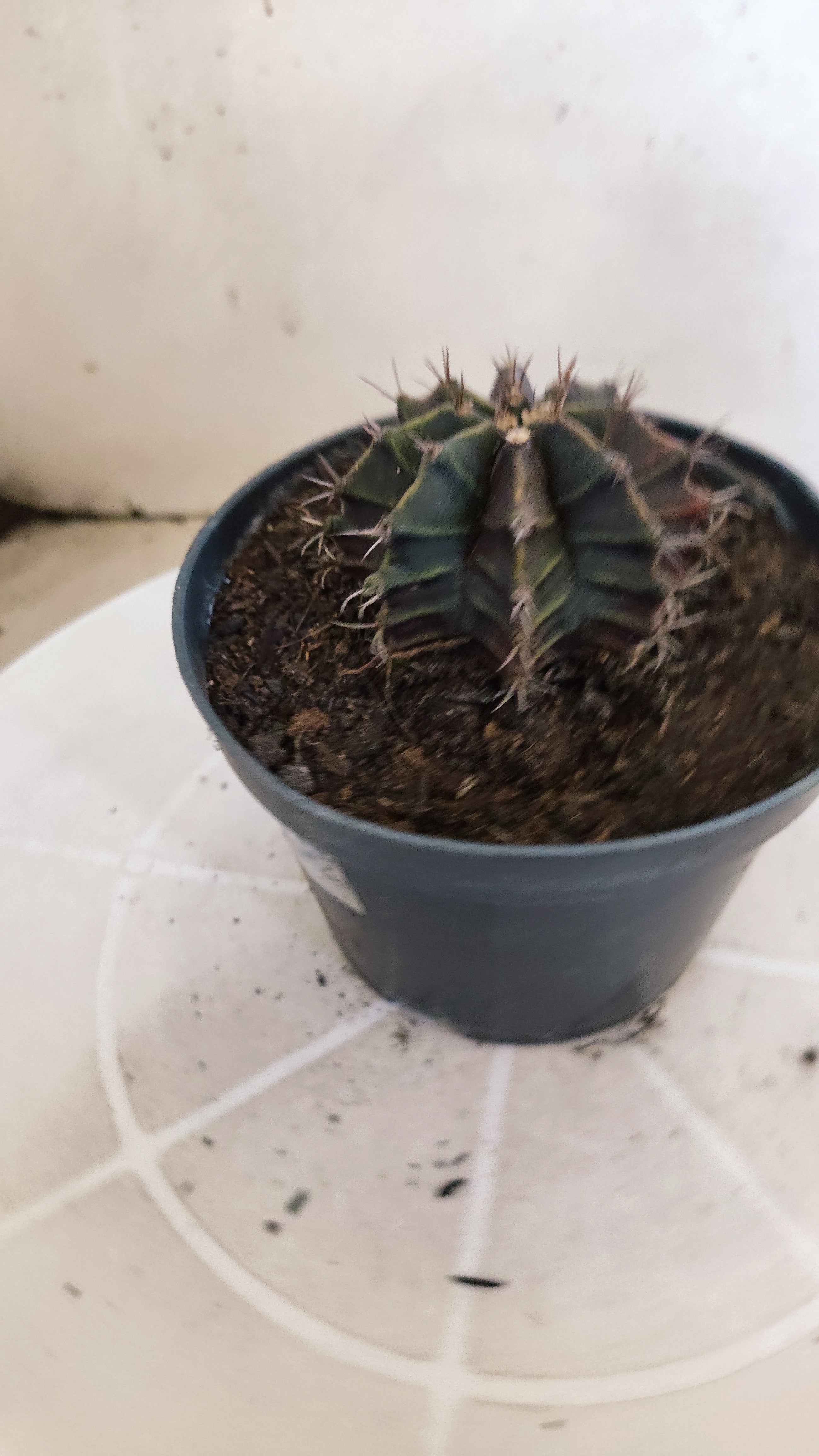 GYMNOCALYCIUM Mihanovichii "PURPLE" Nº 1206 – vaso 11