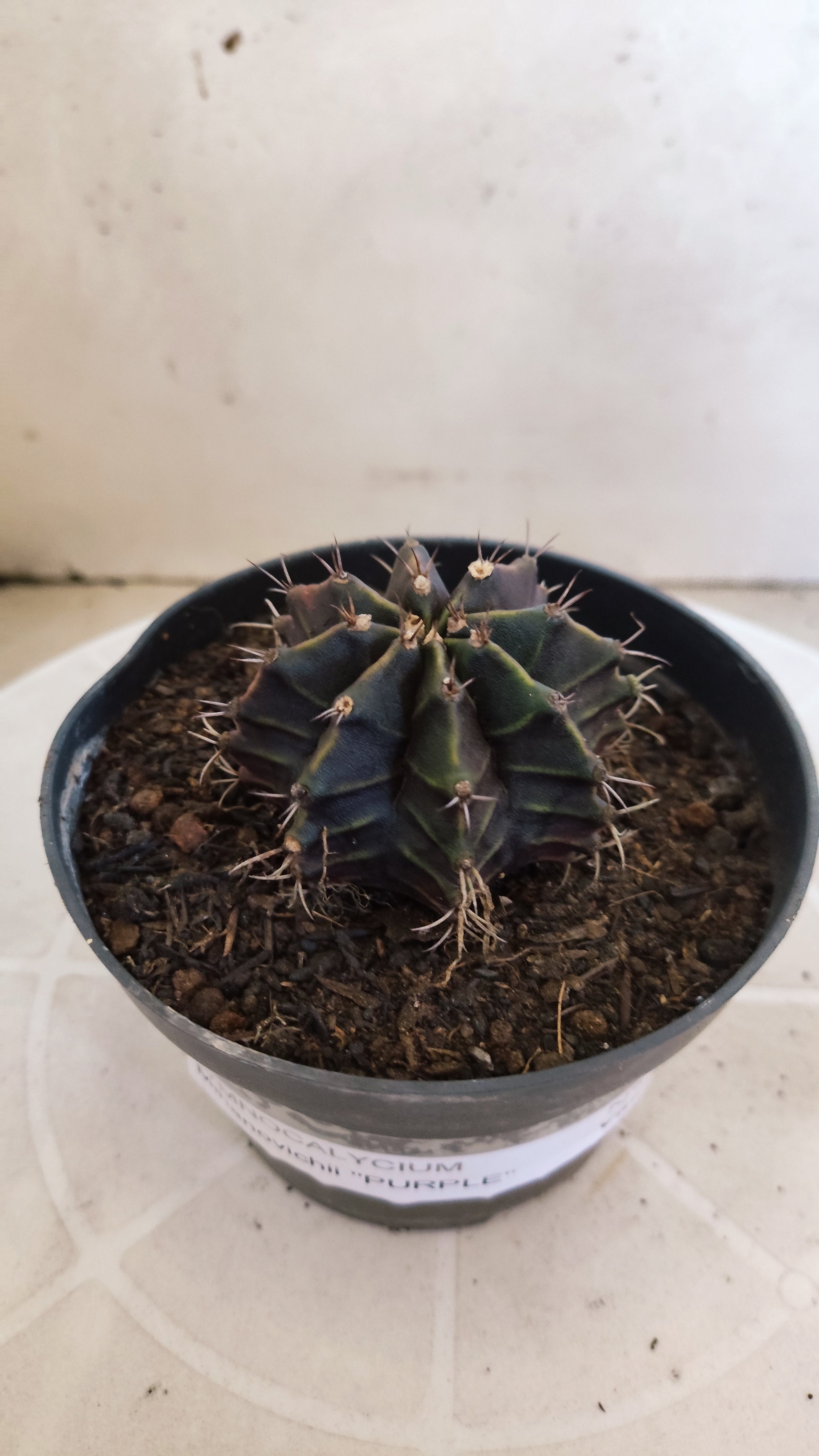 GYMNOCALYCIUM Mihanovichii "PURPLE" Nº 1206 – vaso 11