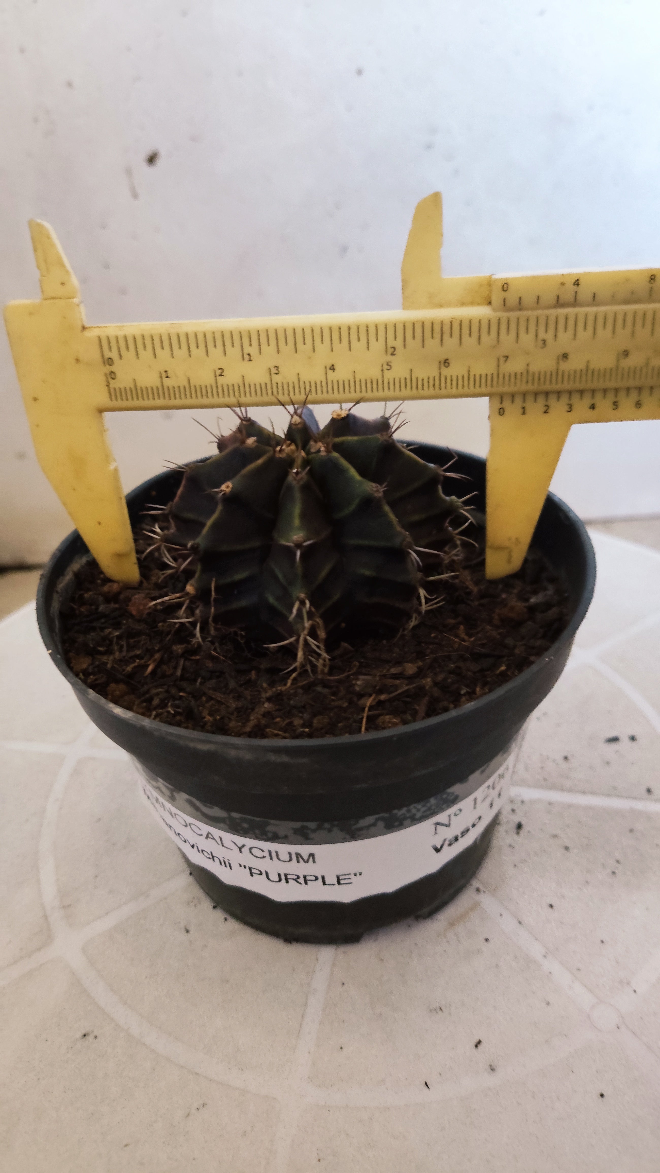 GYMNOCALYCIUM Mihanovichii "PURPLE" Nº 1206 – vaso 11