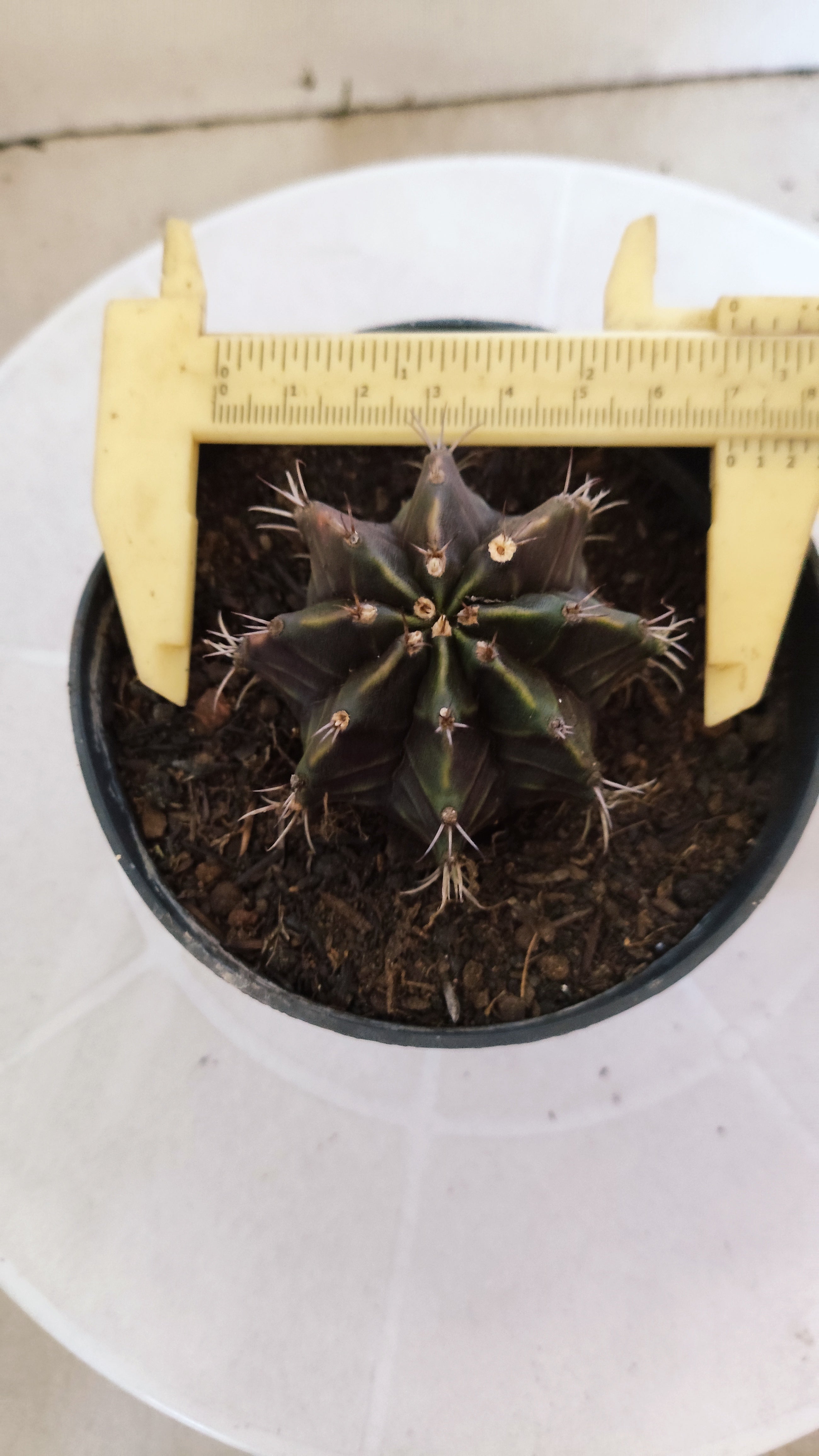 GYMNOCALYCIUM Mihanovichii "PURPLE" Nº 1206 – vaso 11