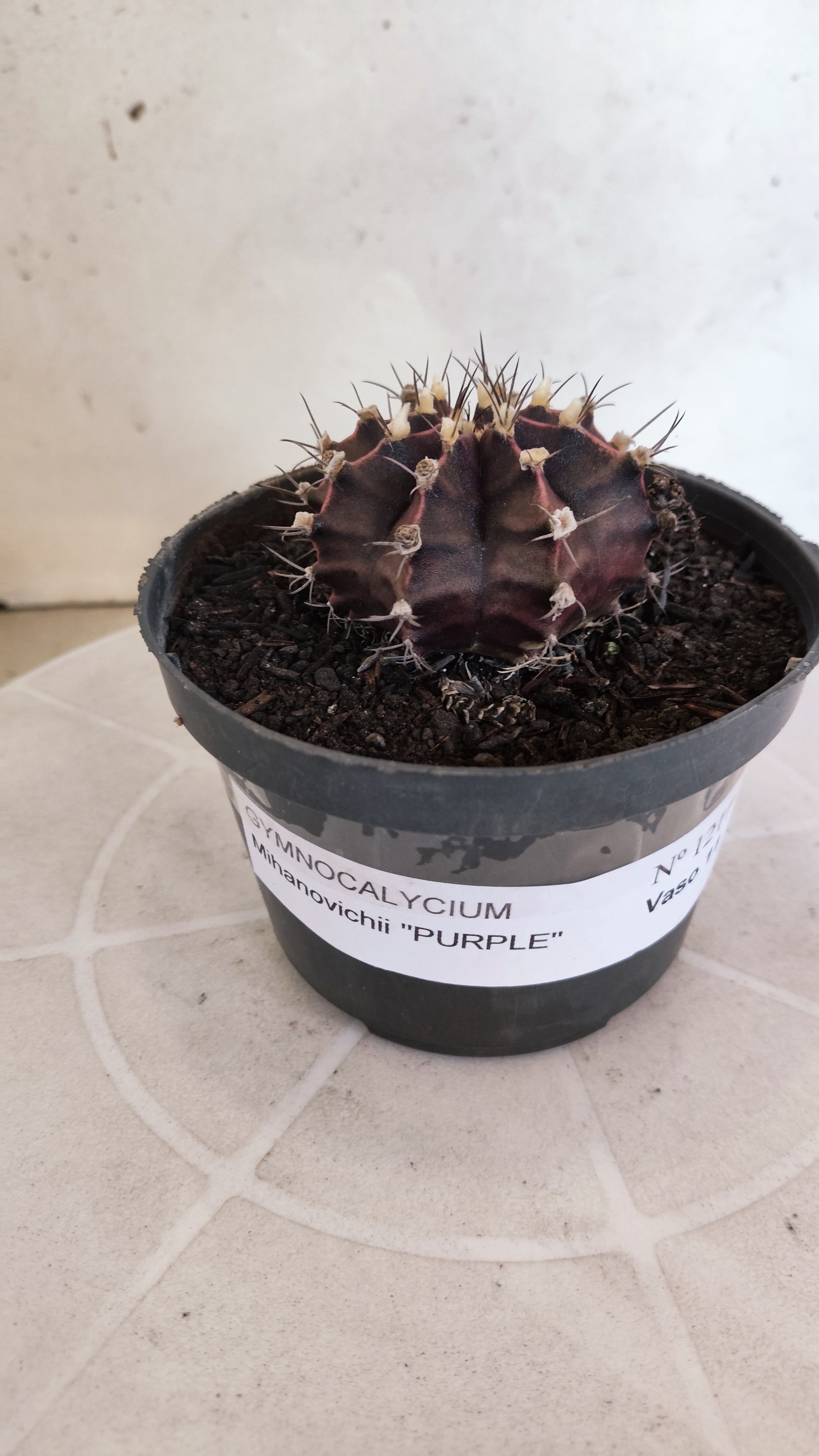GYMNOCALYCIUM Mihanovichii "PURPLE" Nº 1217 – vaso 11