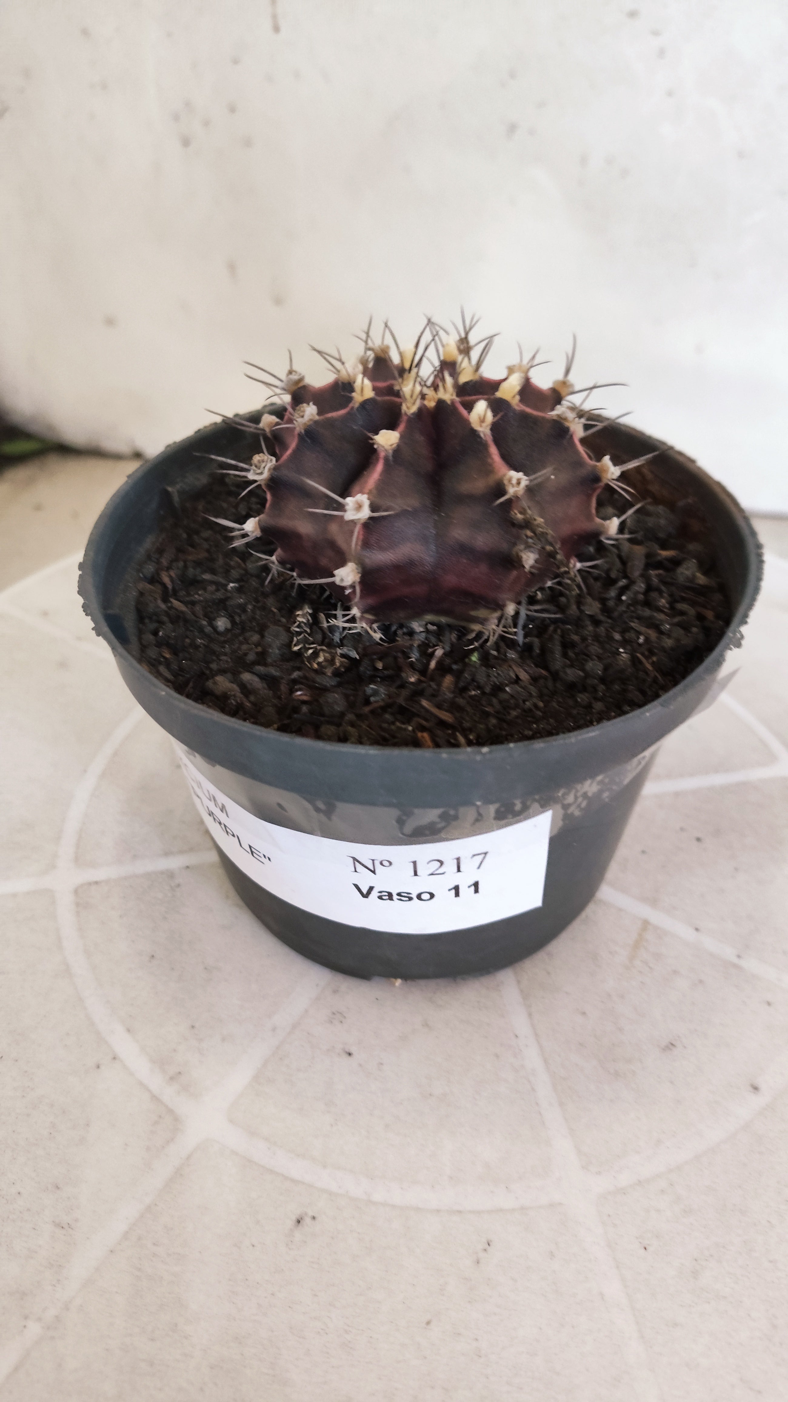 GYMNOCALYCIUM Mihanovichii "PURPLE" Nº 1217 – vaso 11
