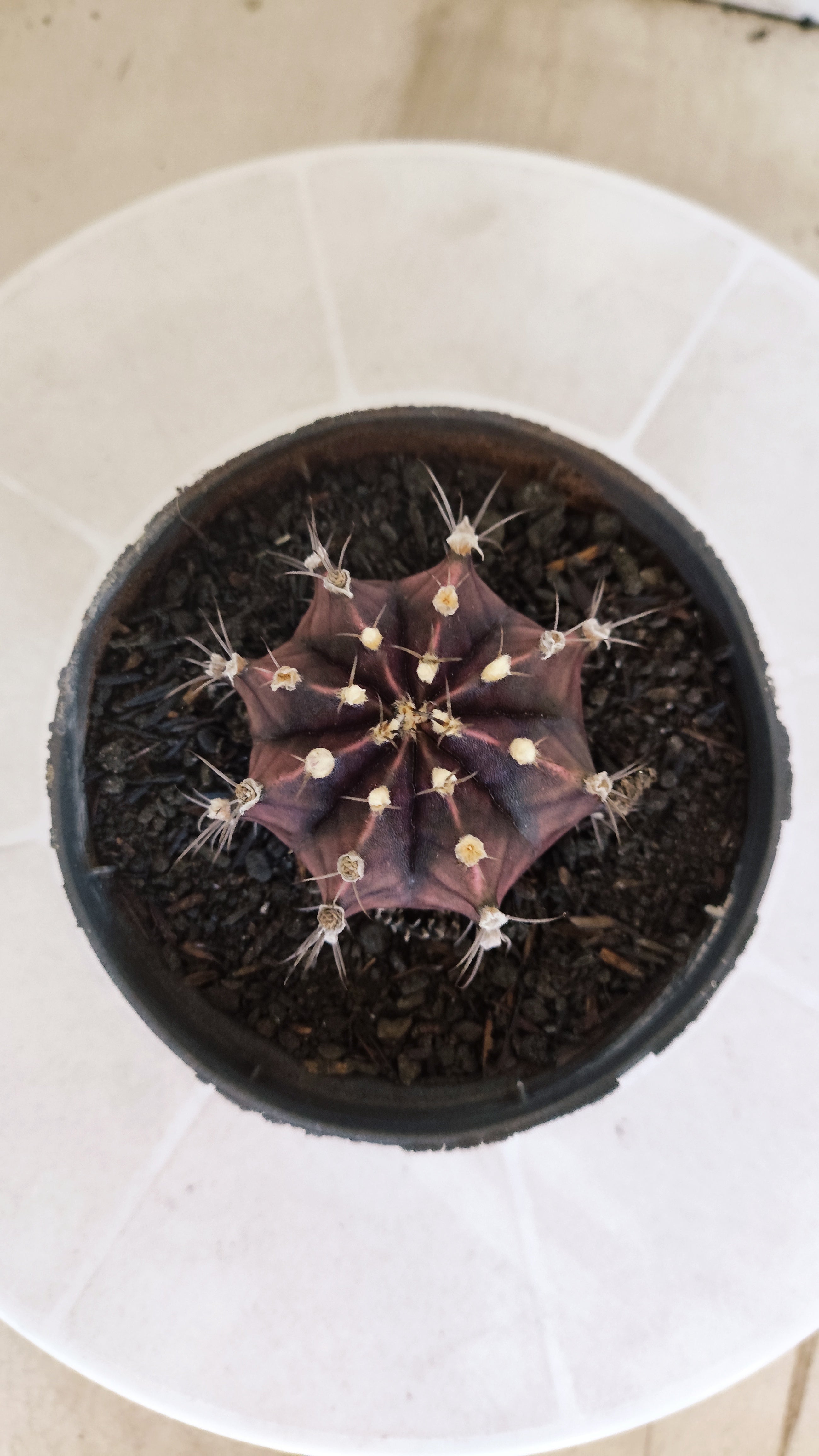 GYMNOCALYCIUM Mihanovichii "PURPLE" Nº 1217 – vaso 11