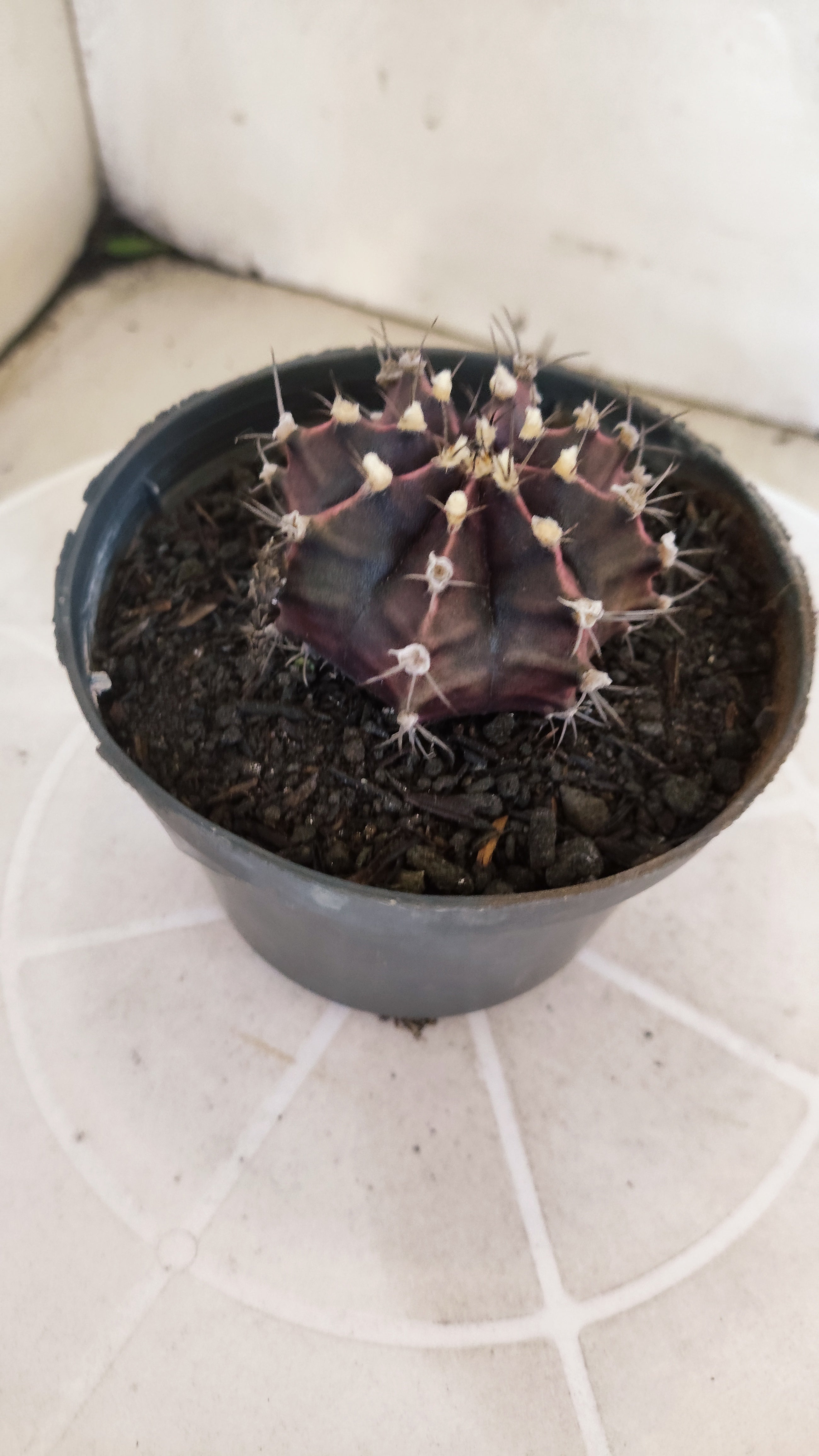 GYMNOCALYCIUM Mihanovichii "PURPLE" Nº 1217 – vaso 11