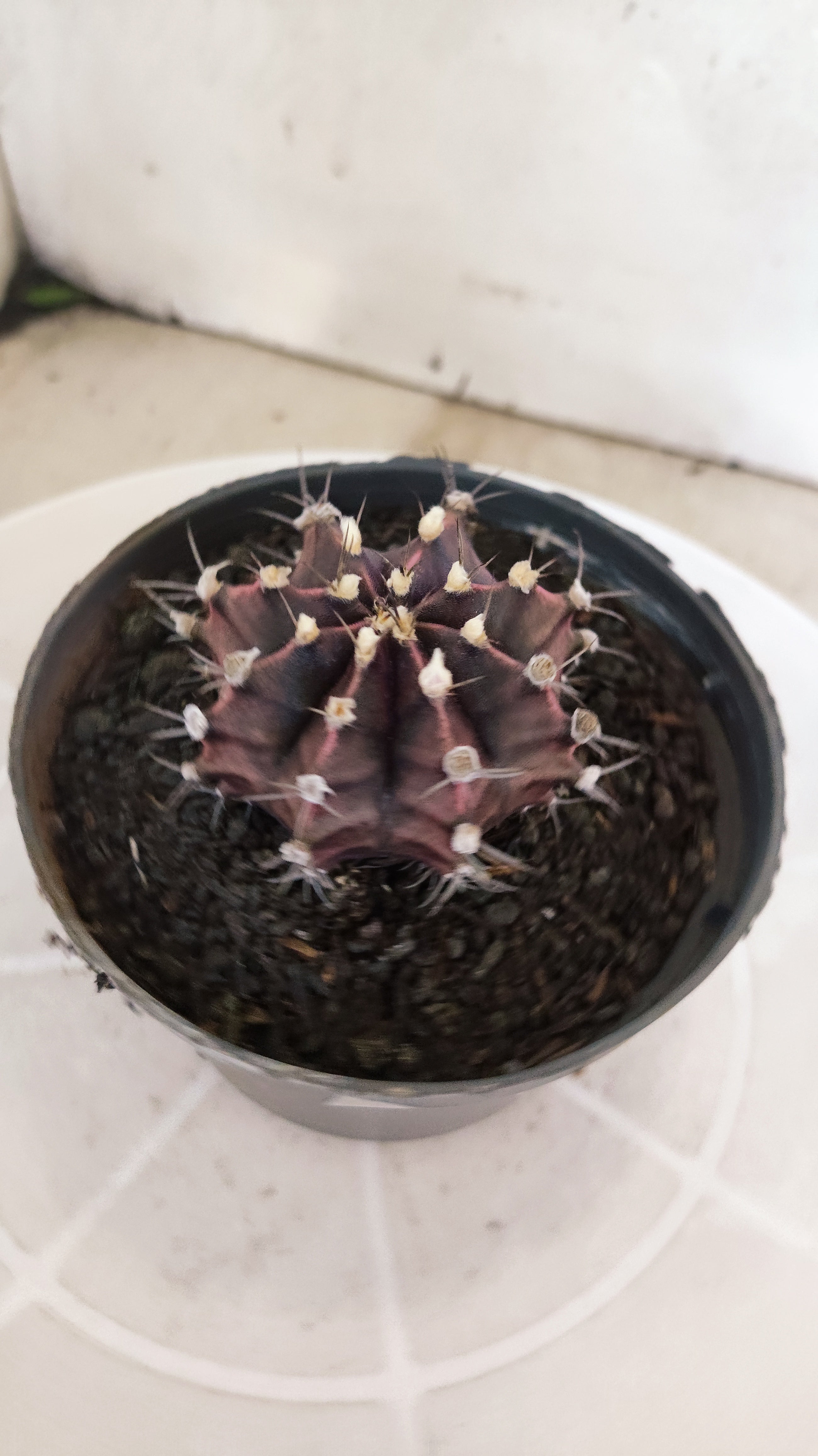 GYMNOCALYCIUM Mihanovichii "PURPLE" Nº 1217 – vaso 11
